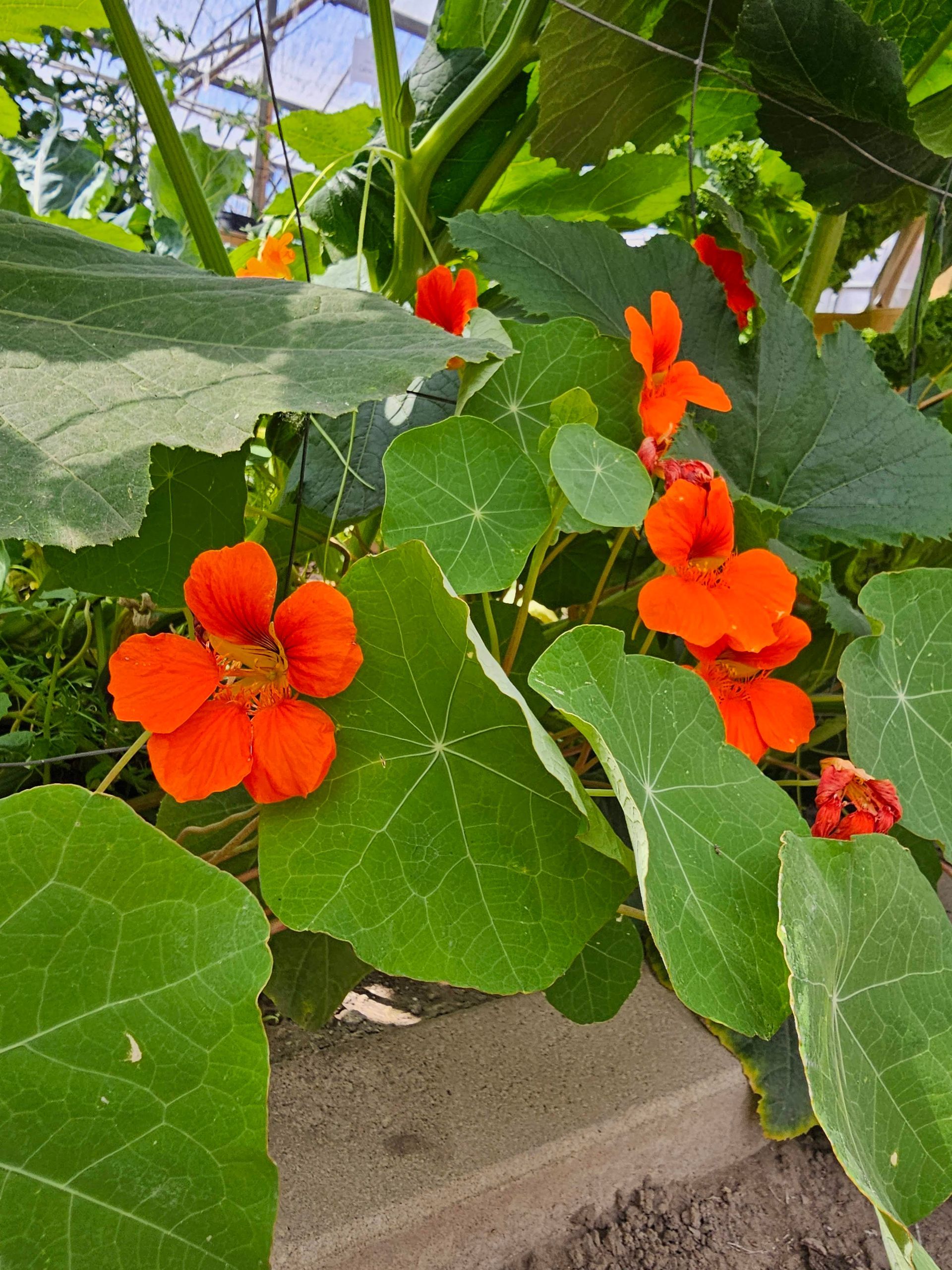 Oranje Oost-Indische kersbloemen met groene, ronde bladeren.