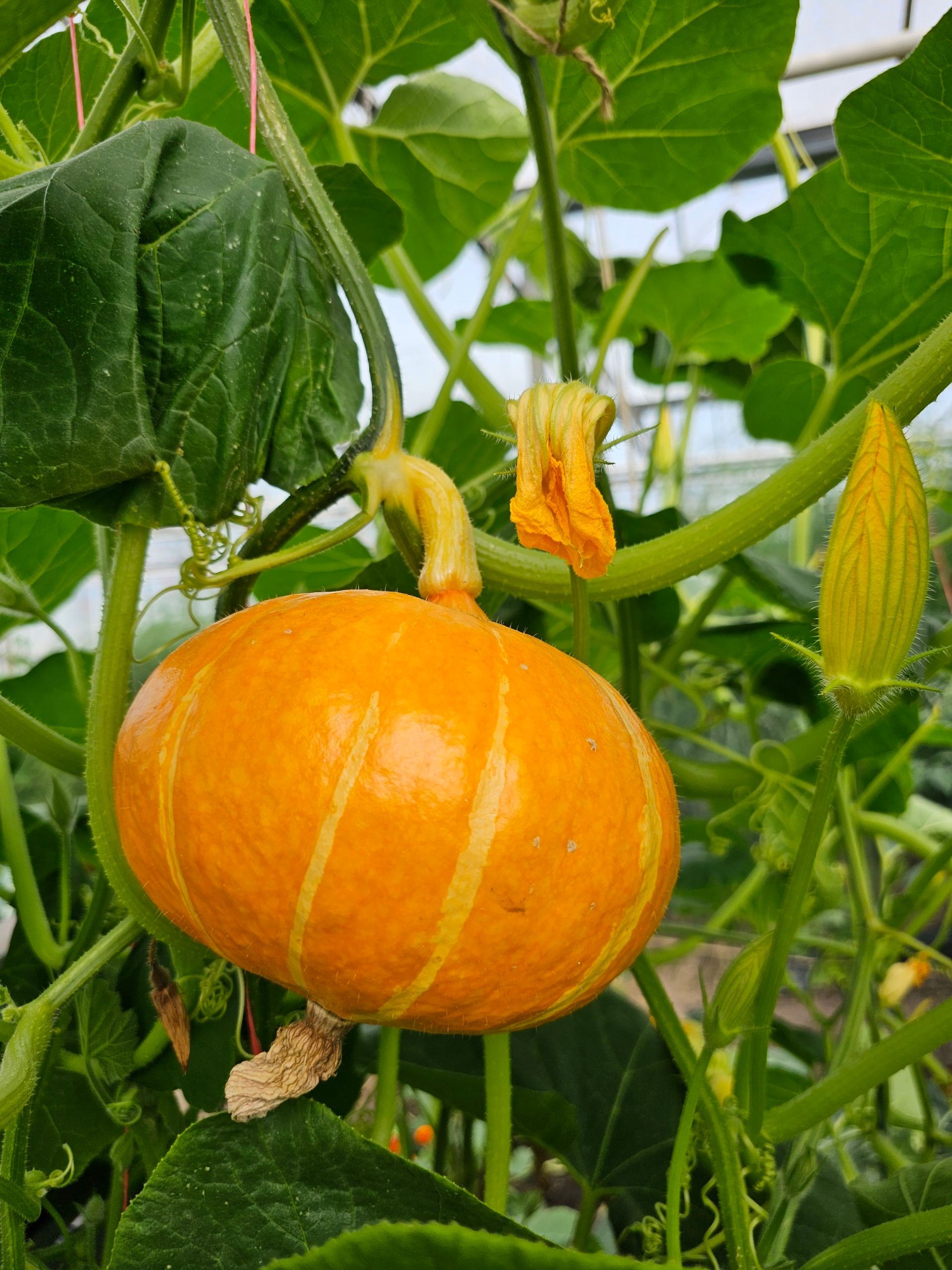 Een kleine oranje pompoen die aan een rank groeit, met groene bladeren en een gele bloemknop.