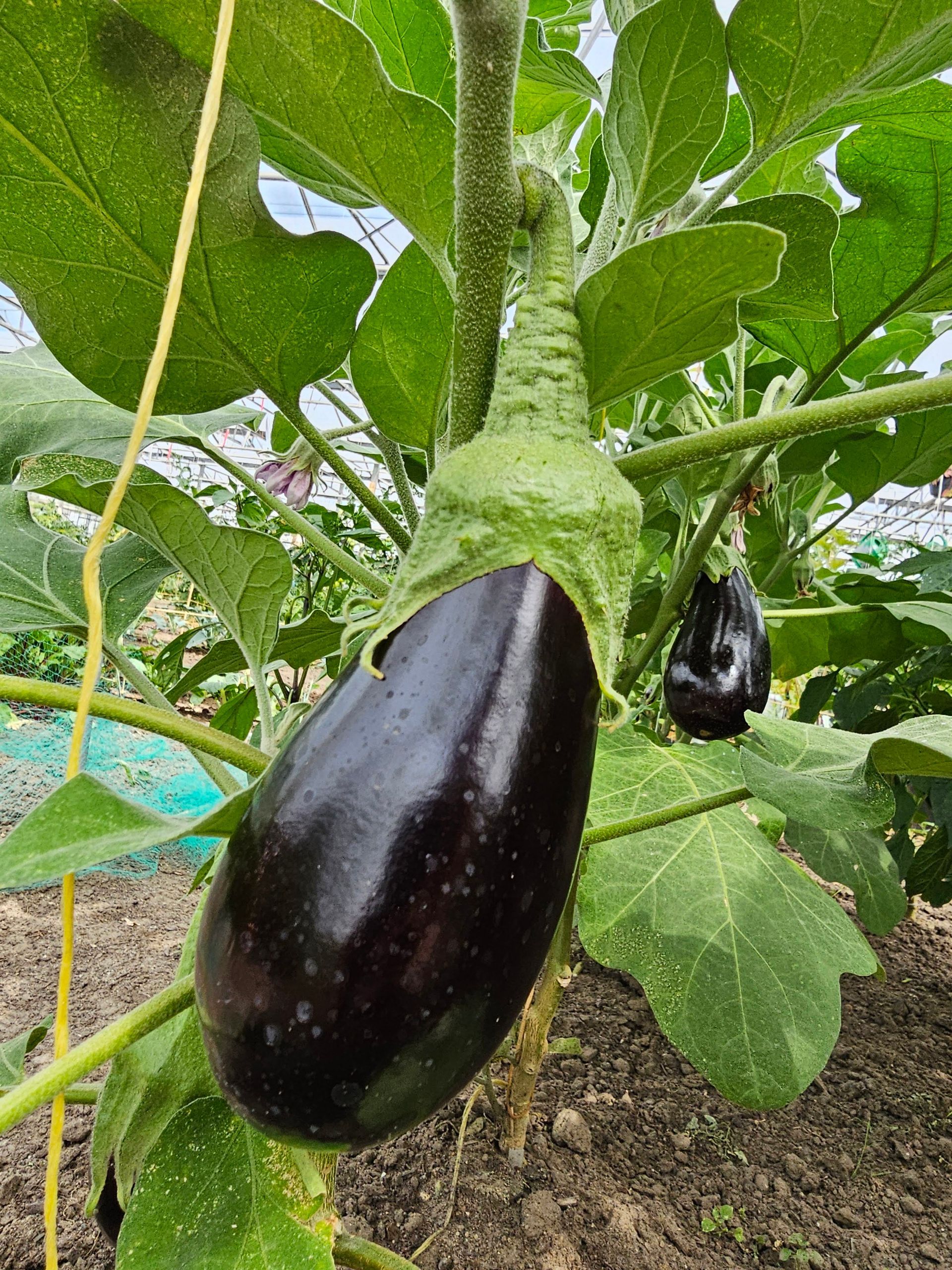 De aubergineplant groeit aan een plant met een donkerpaarse schil en een groene stengel en bladeren.