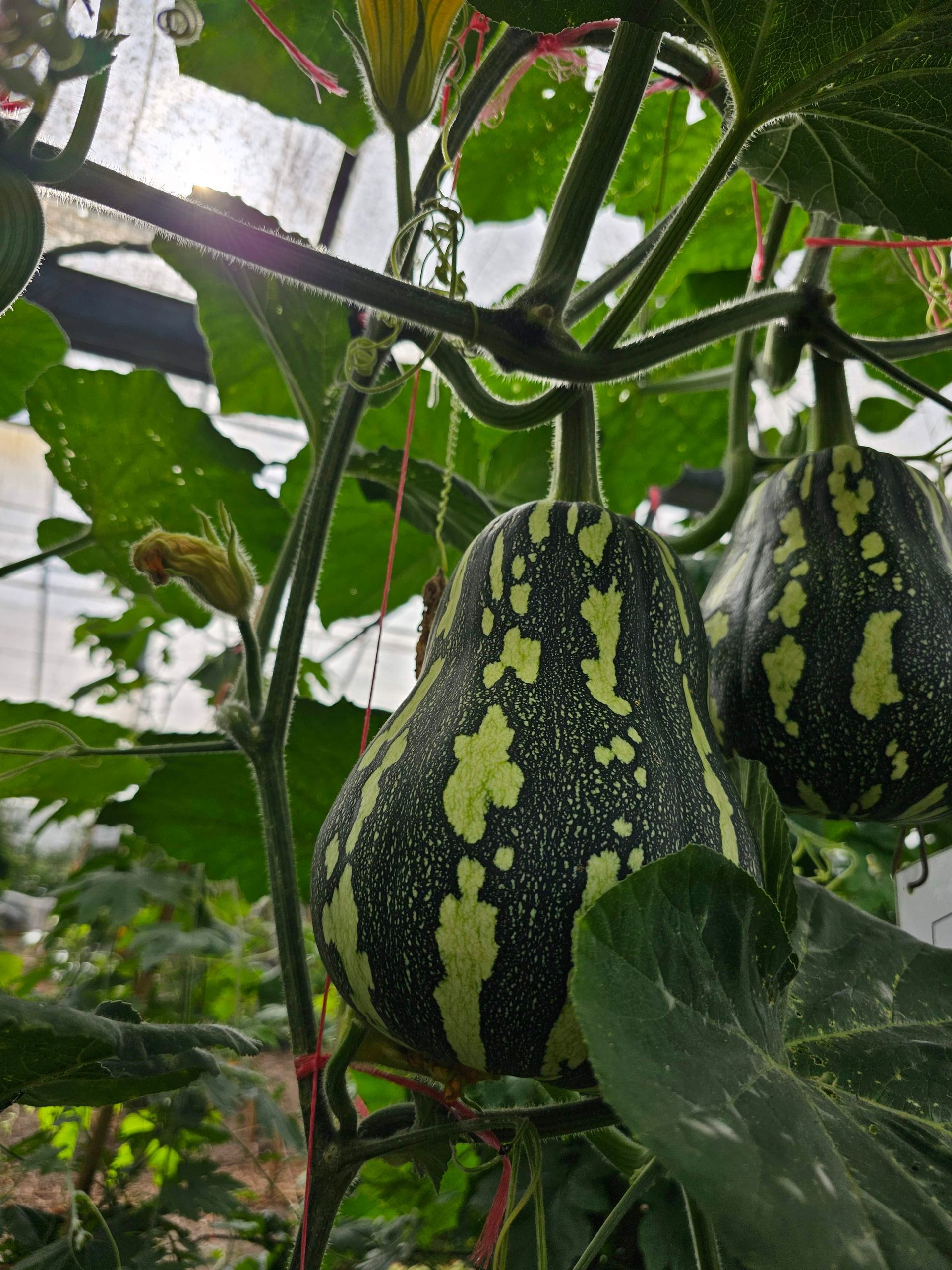 Groen en geel gespikkelde pompoenen hangen aan ranken in een kas.