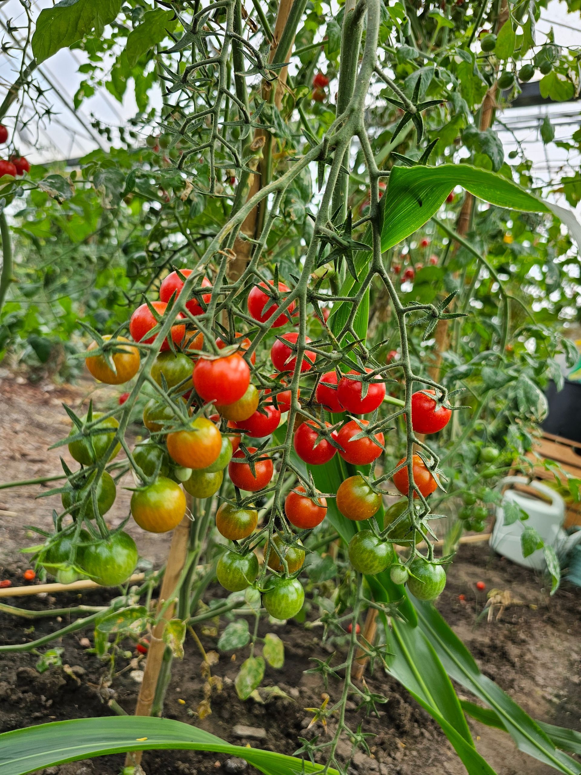 Tomatenplant met groene, oranje en rode cherrytomaten, groeiend in een kas.