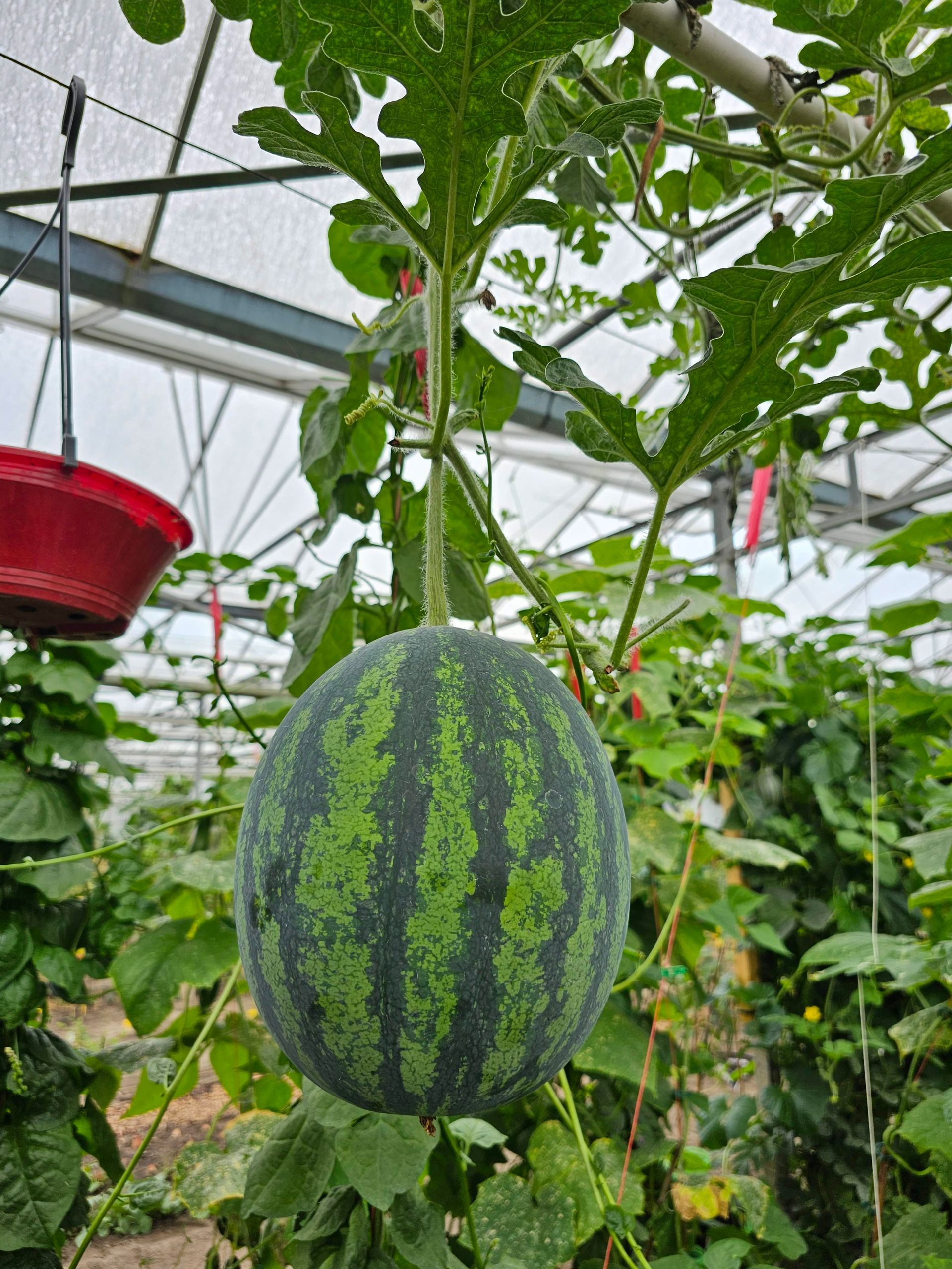 Een groene en donker gestreepte watermeloen hangt aan een wijnrank in een kas.