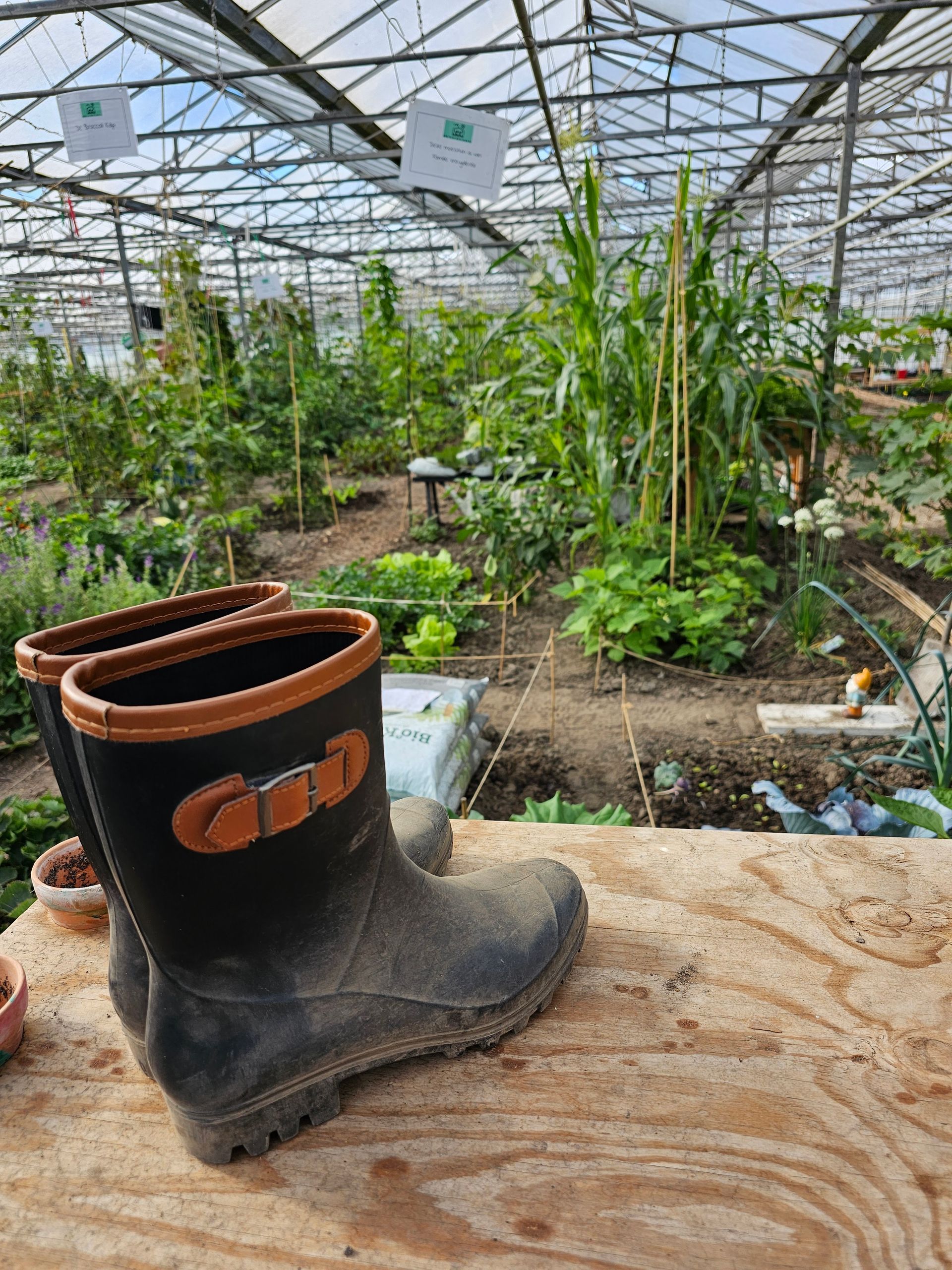 Vuile zwarte rubberen laarzen op een houten vloer in een kas met groeiende groenten.