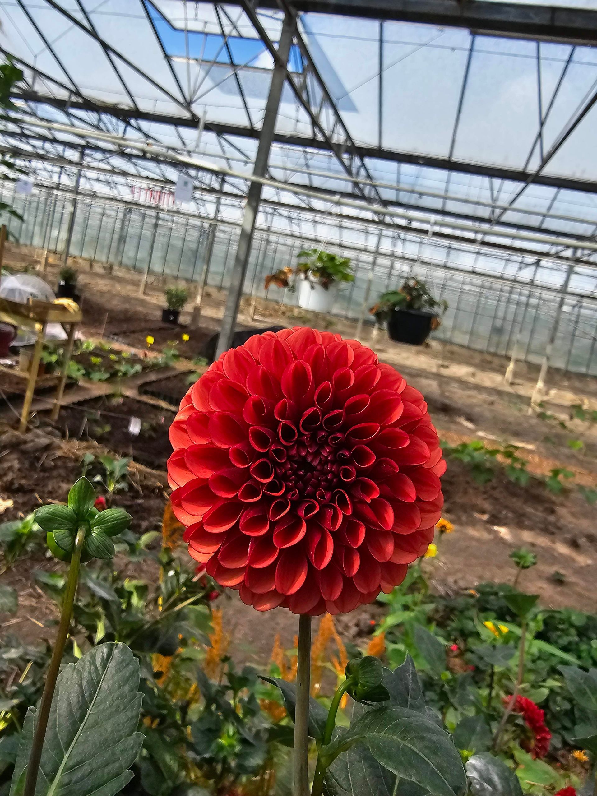 Een rode dahlia is scherp in beeld, met een kas op de achtergrond.