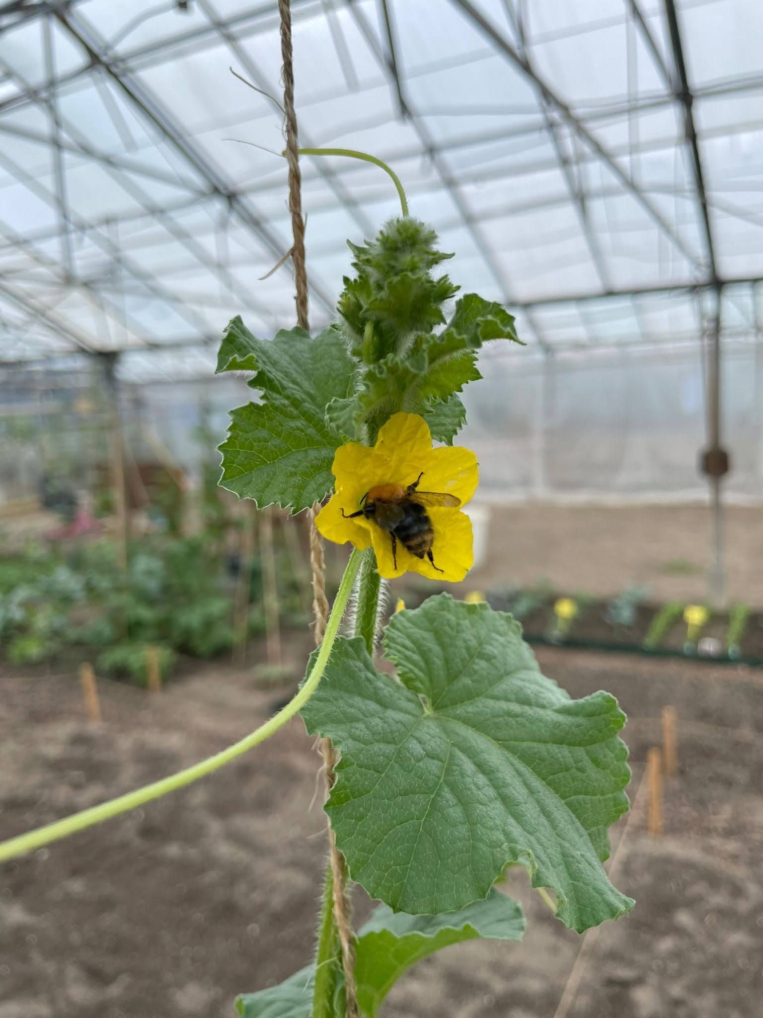 Een bij bestuift een felgele bloem aan een meloenplant in een kas.
