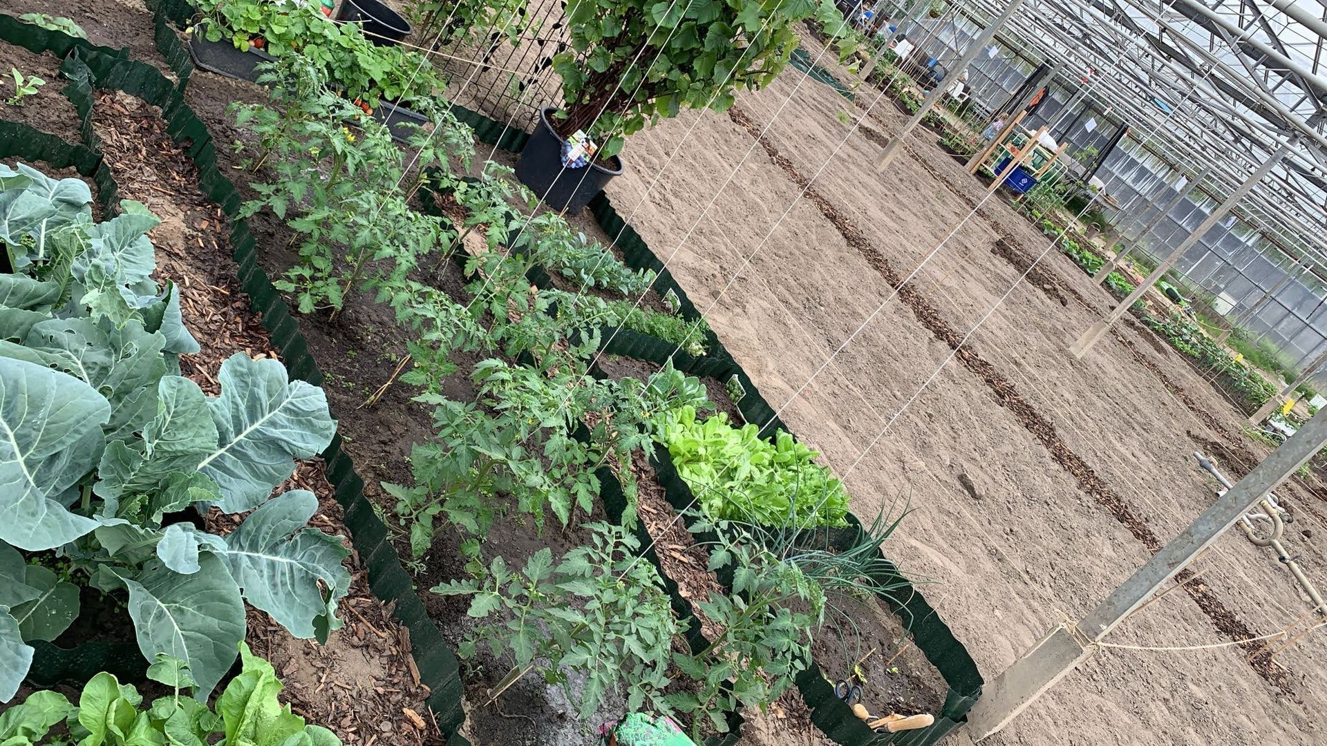 Rijen groenten die in een kas groeien: broccoli, tomaten en sla.