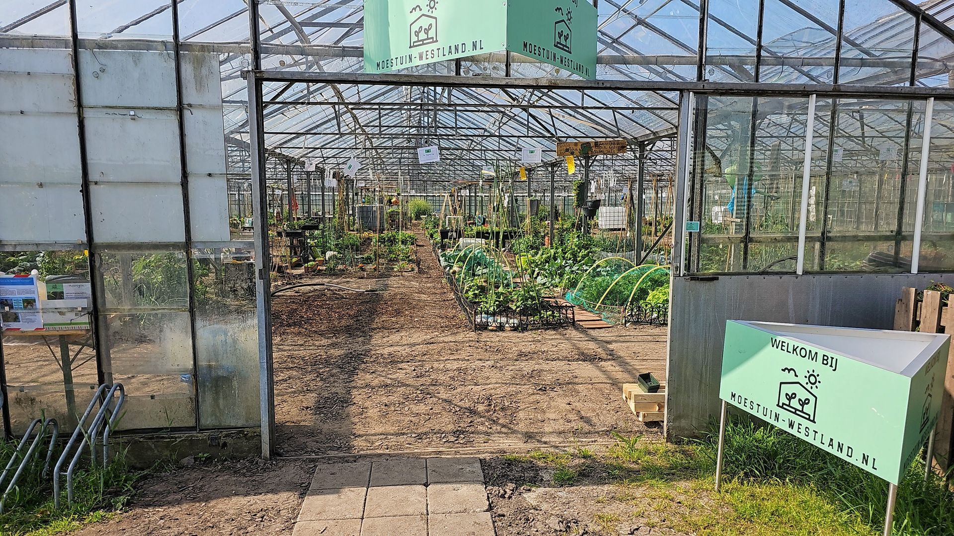 Binnenkant van de kas, ingang zichtbaar. Planten groeien in rijen. Zonlicht stroomt naar binnen.