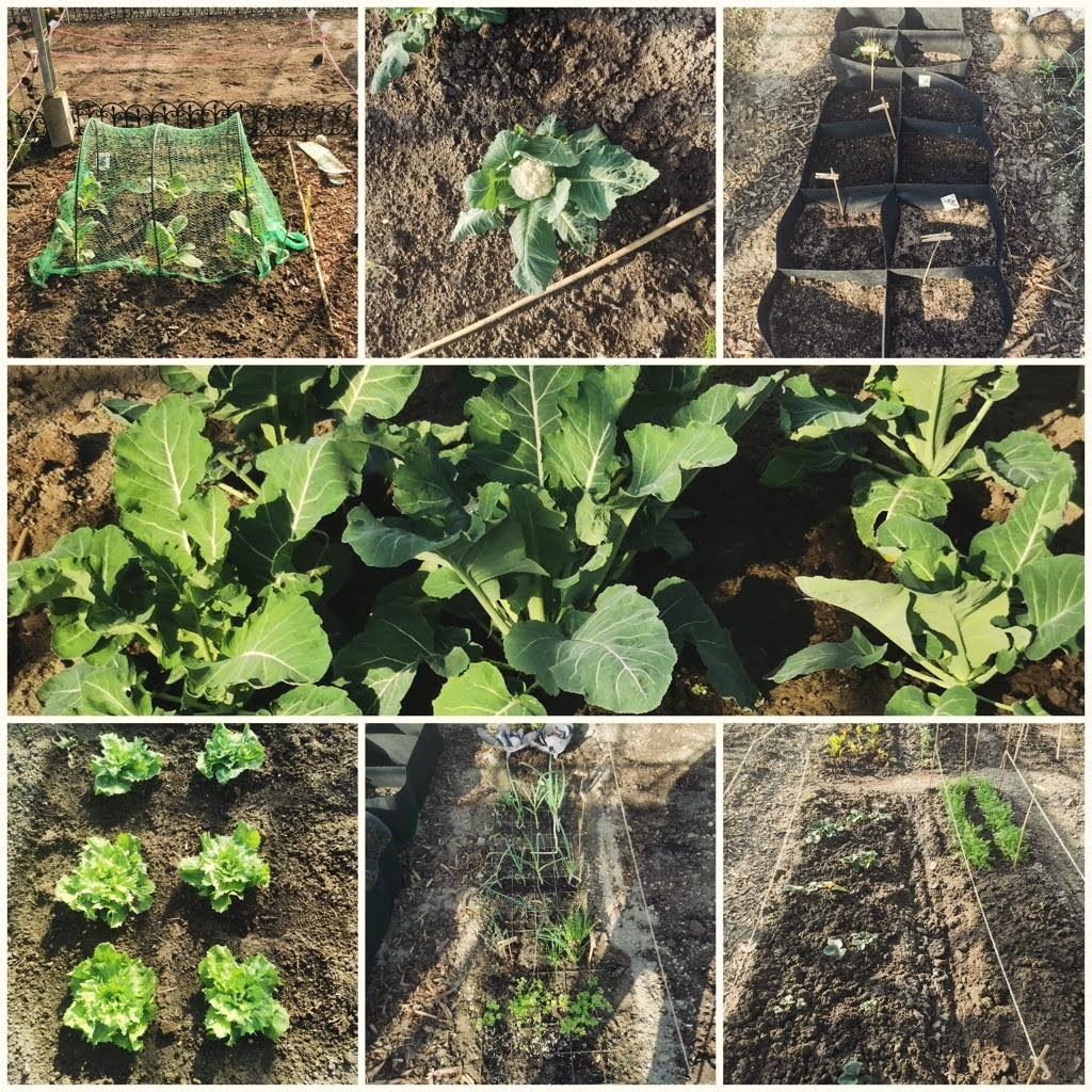 Collage van tuinpercelen met verschillende groeistadia van bladgroenten, sommige afgedekt met netten.