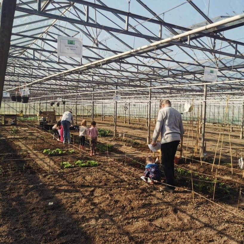 Mensen verzorgen planten in een kas; rijen aarde, balken boven het hoofd, zonnige dag.