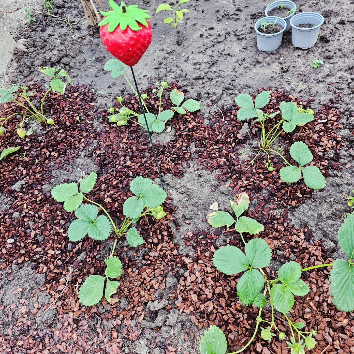 Aardbeiplanten in een tuinbed met rode mulch en een aardbeidecoratie.