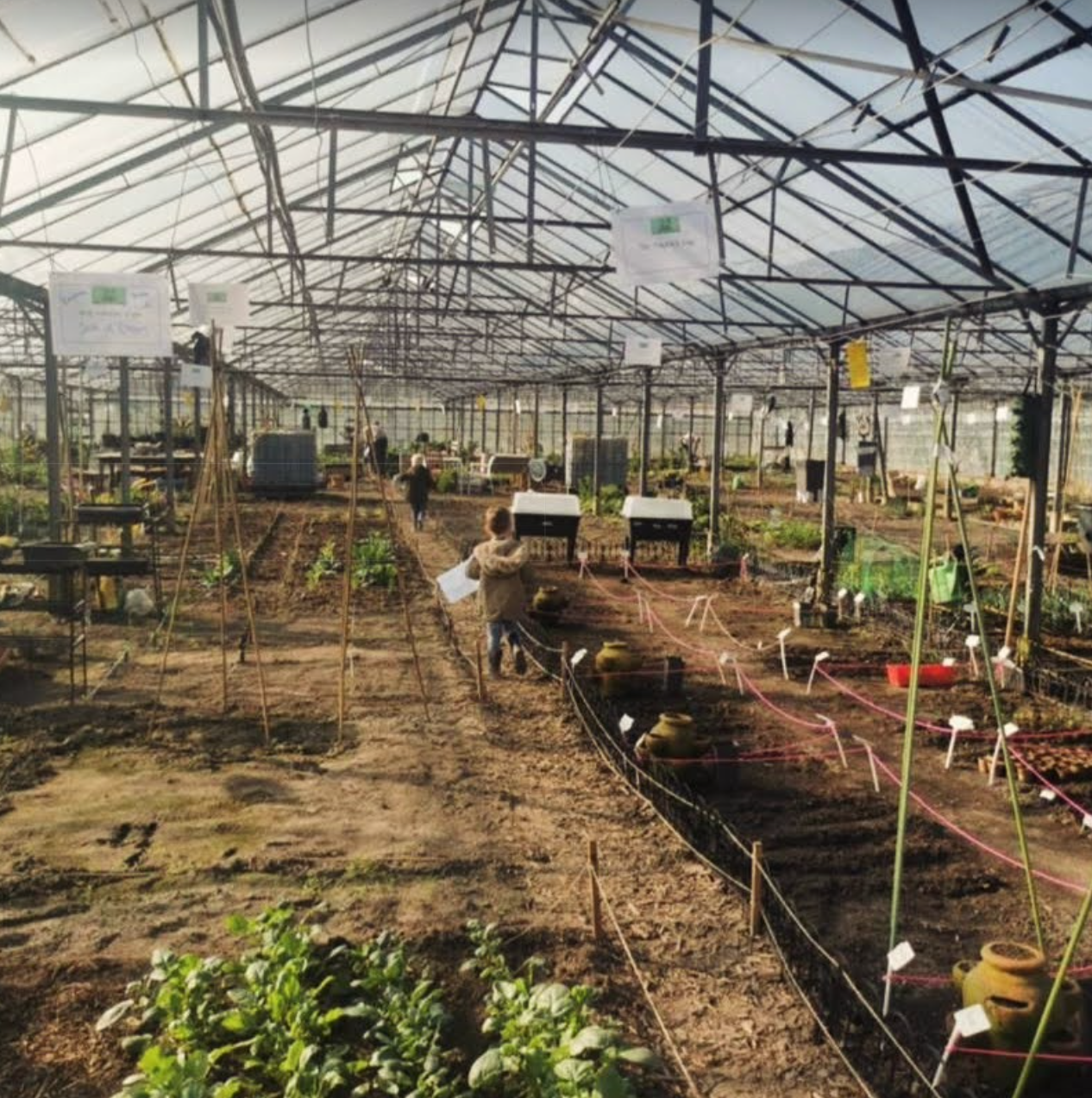 In een kas lopen mensen tussen rijen planten en verhoogde plantbedden door.