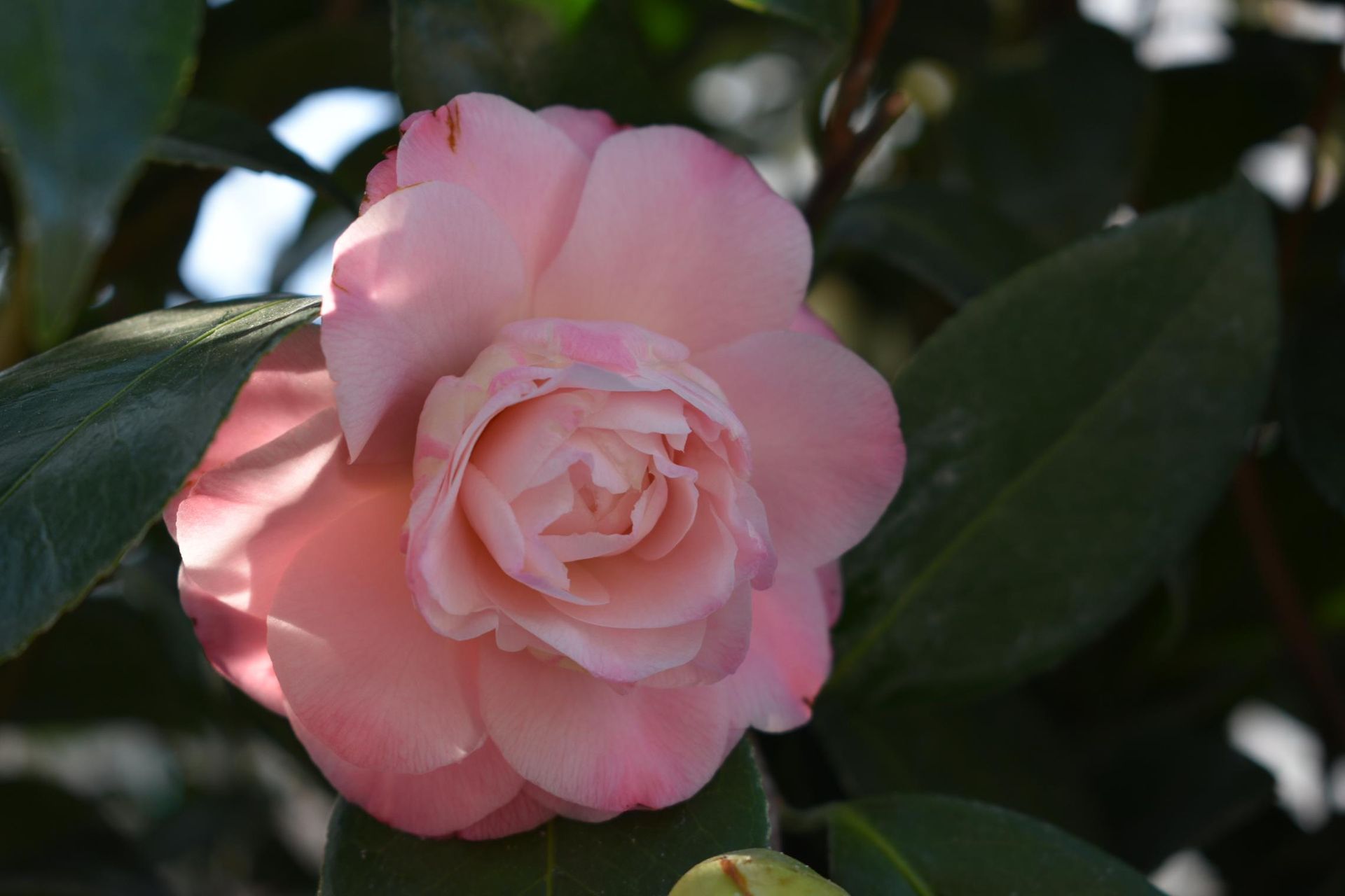 Pink camellia flower with multiple petals, surrounded by dark green leaves.