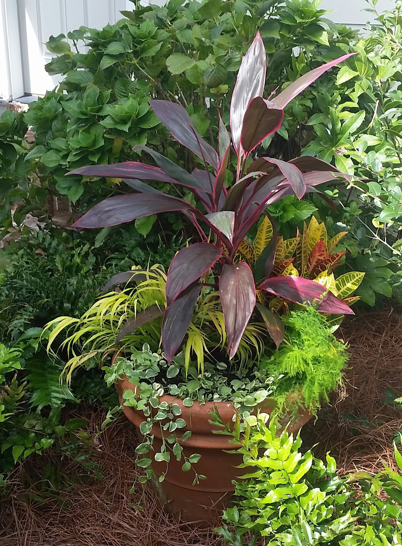 A terracotta pot overflowing with colorful plants: burgundy, yellow, green, and red foliage.