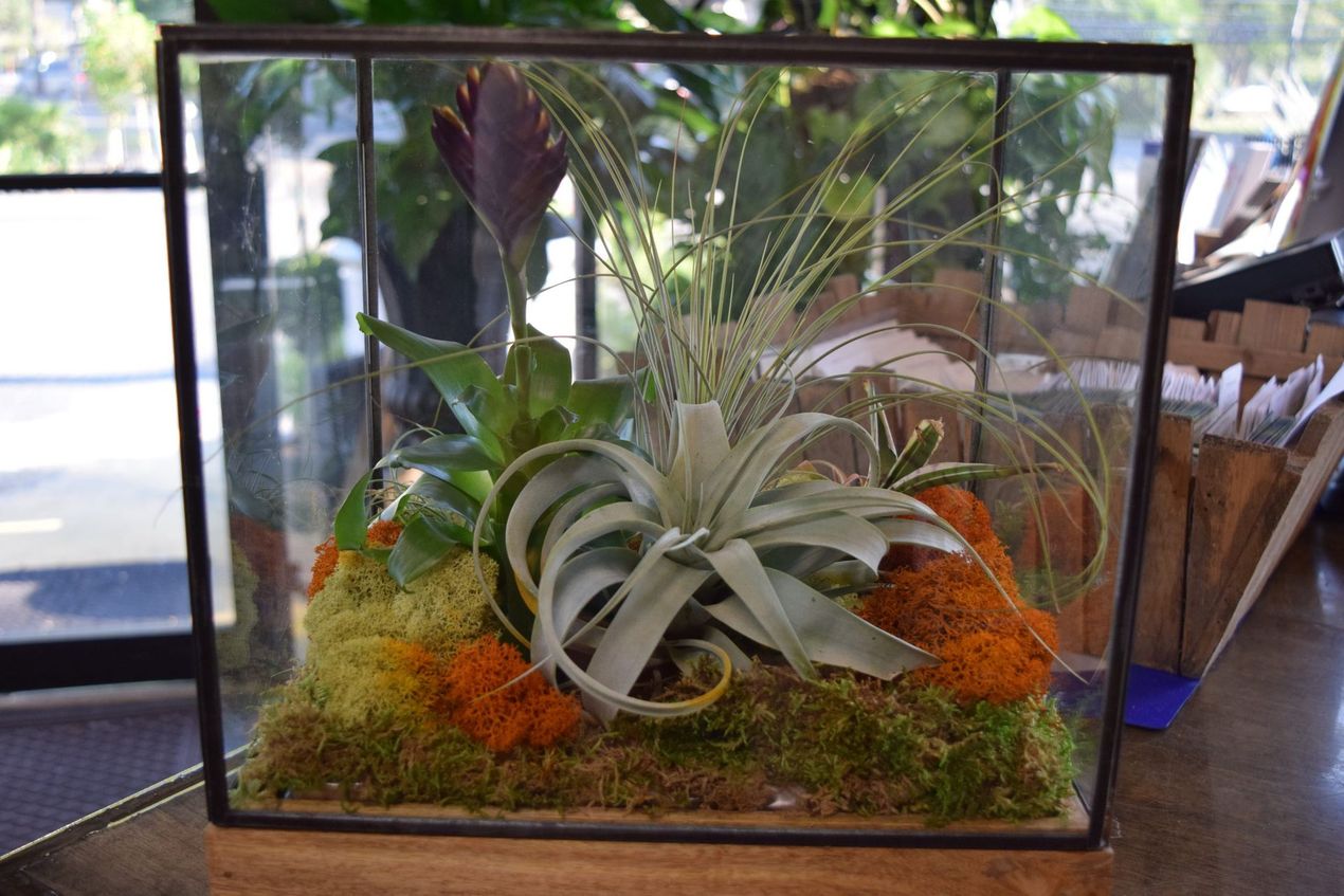 Terrarium with air plants, moss, and decorative elements inside a glass box on a wooden surface. Terrarium with air plants, moss, and decorative elements inside a glass box on a wooden surface.