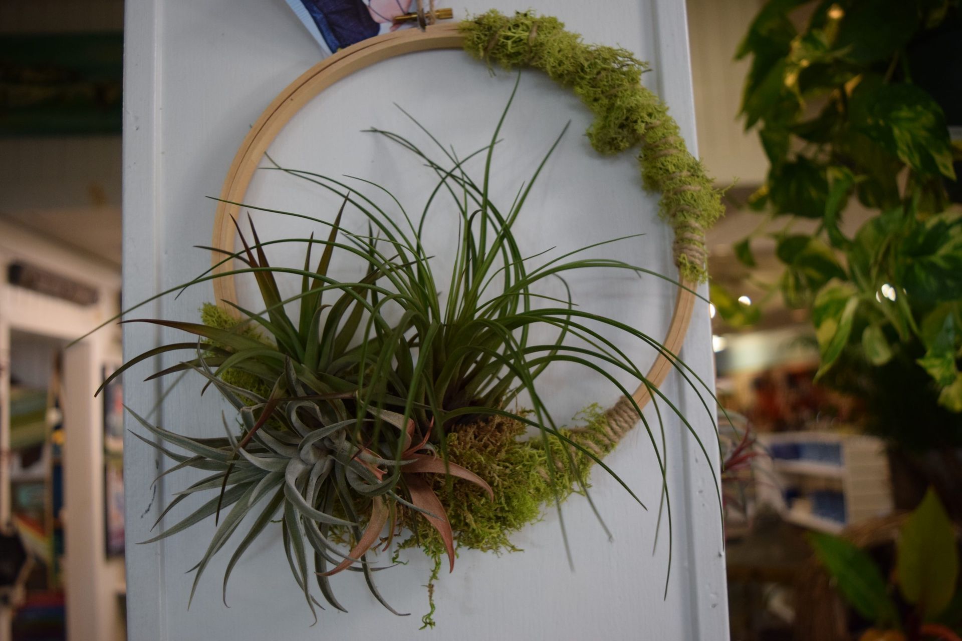 Air plant arrangement on a wooden hoop, with green and brown moss and plants, hanging on a white wall.