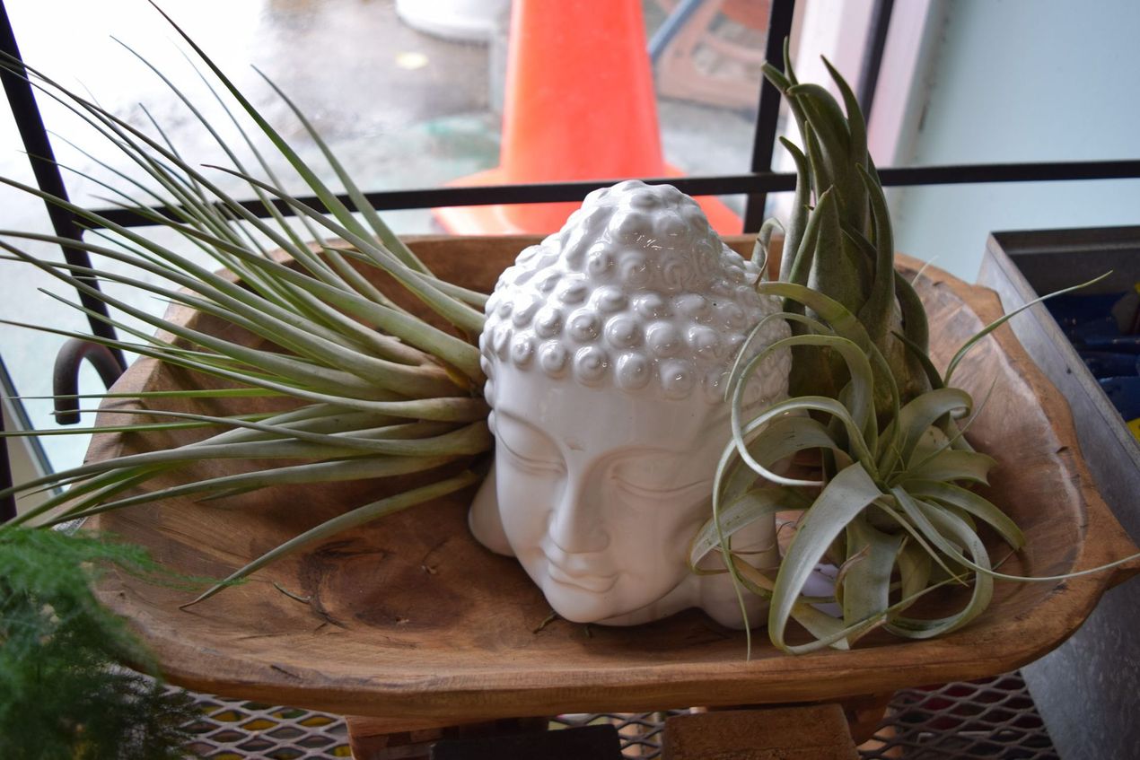 White Buddha head with air plants in a wooden bowl, near a window with an orange cone. White Buddha head with air plants in a wooden bowl, near a window with an orange cone.