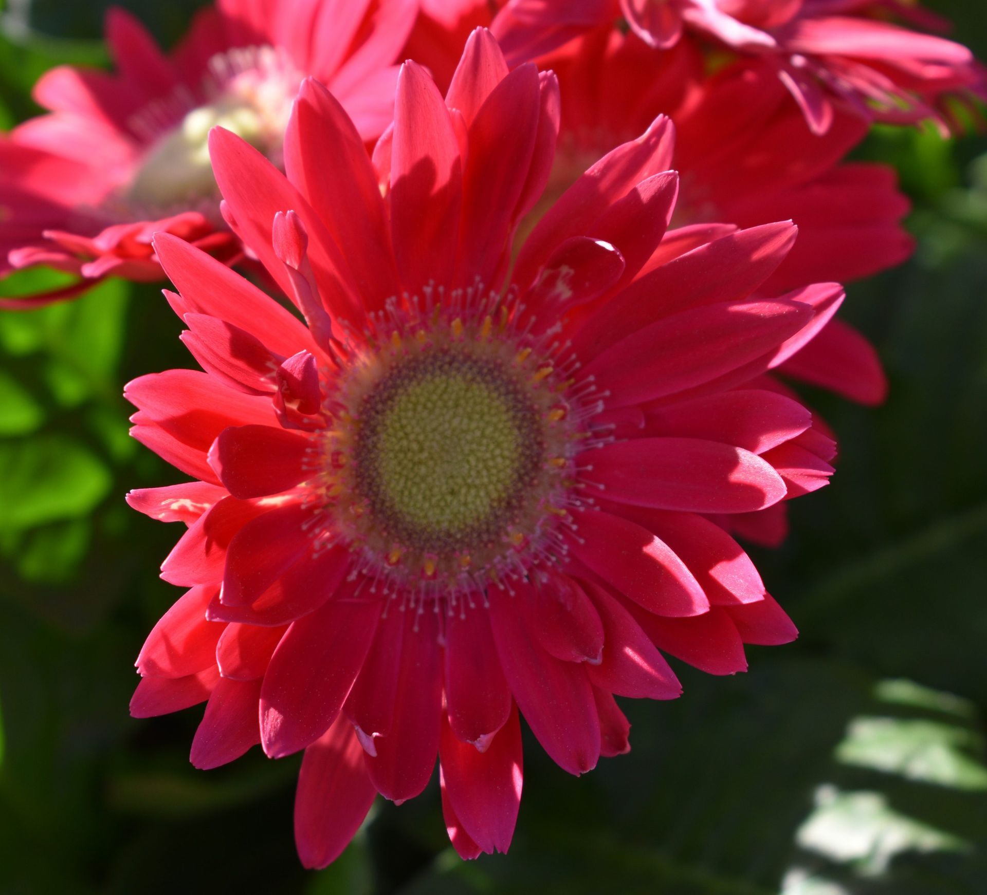 Red gerbera daisy with a yellow center.