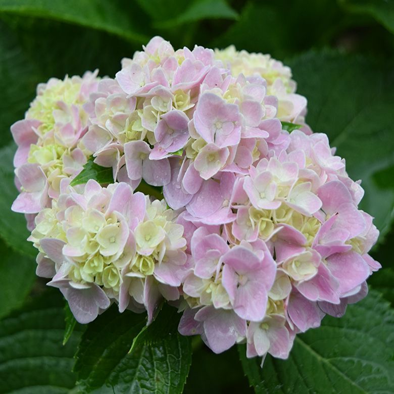 Pink and pale green hydrangea blossoms in a cluster, surrounded by green leaves.