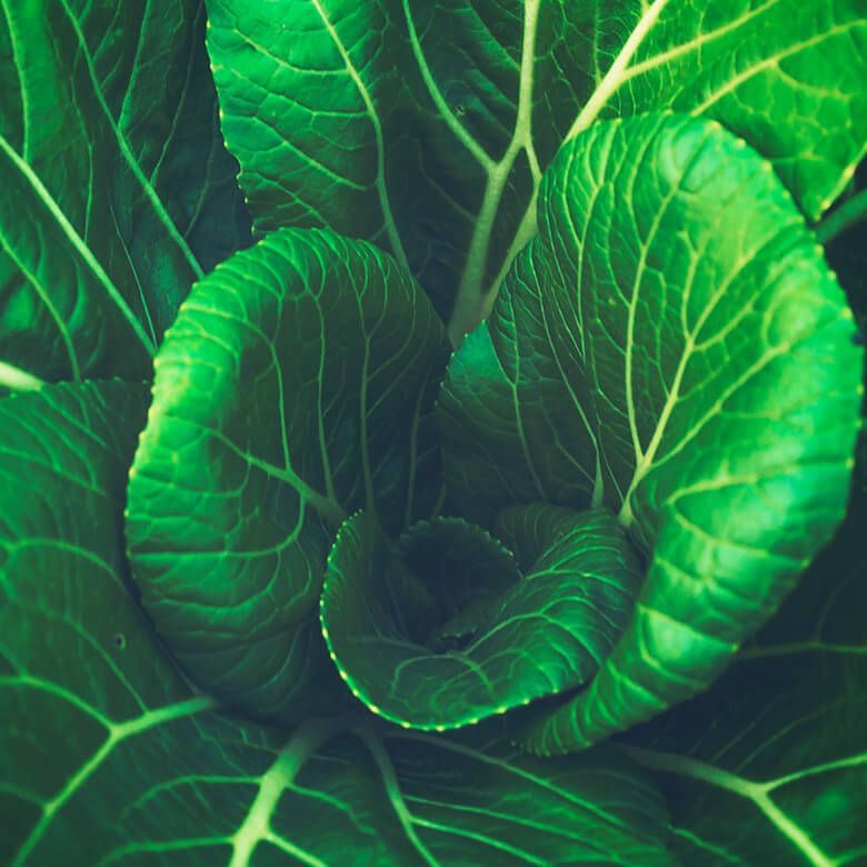 Close-up of vibrant green cabbage leaves forming a spiral.