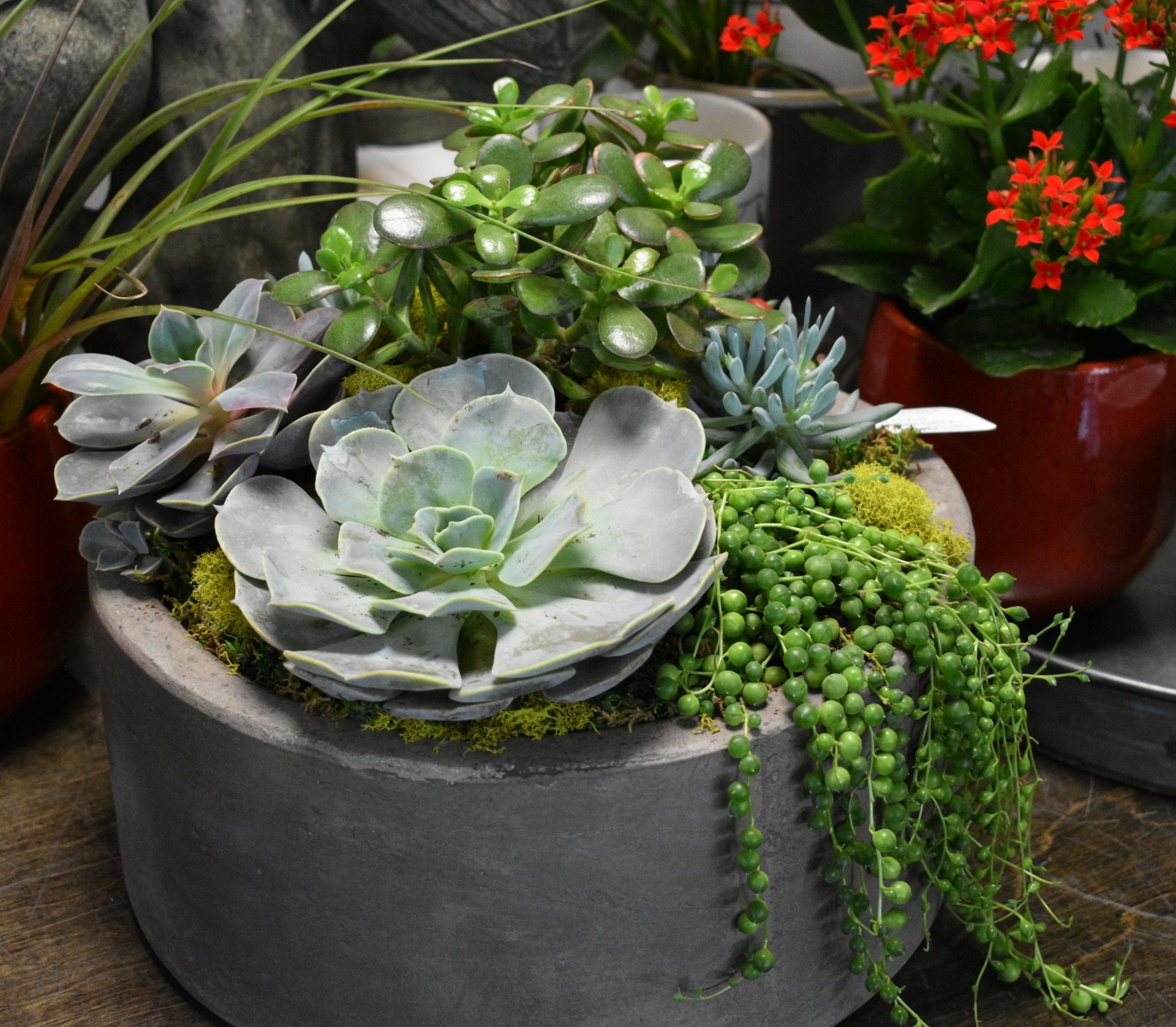 Succulent plants in a gray, round pot. Green and blue-gray leaves, various textures, with a red plant in the background.