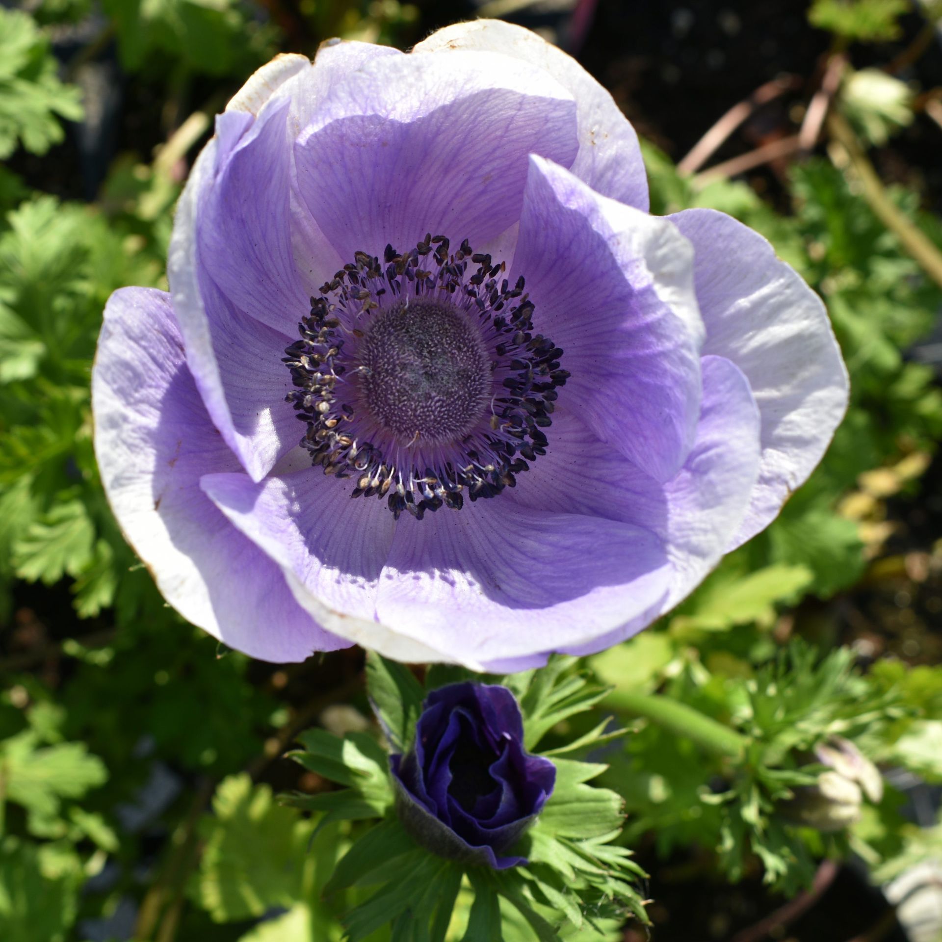 Purple and white anemone flower in bloom, small dark purple bud below, green foliage.