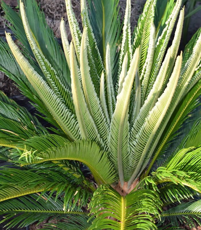 Cycas plant with new, light green fronds emerging from the center.