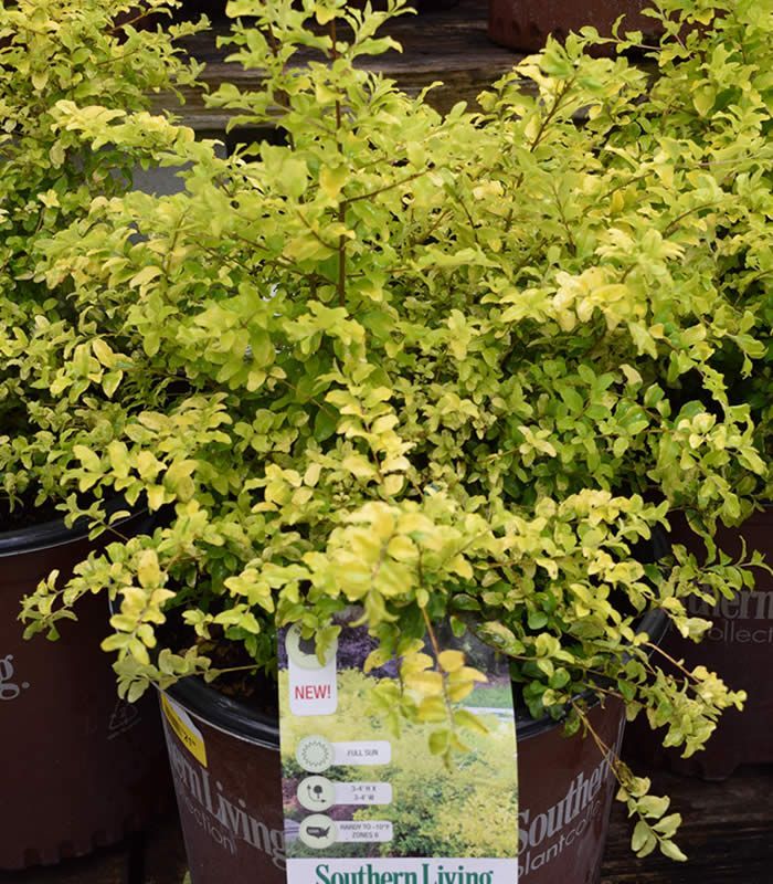 A potted shrub with yellow-green leaves and a 