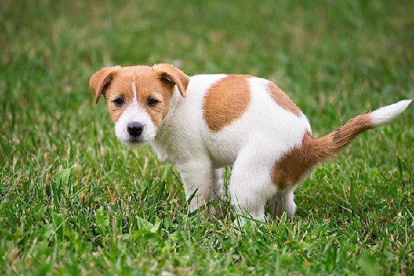 A brown and white puppy is standing on its hind legs in the grass.