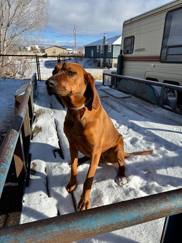 A brown dog is sitting in the snow next to a trailer.