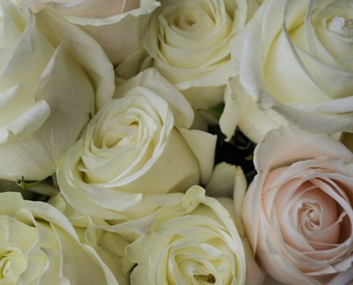 A close up of a bunch of white roses - Funeral Services in Upper Coomera, QLD