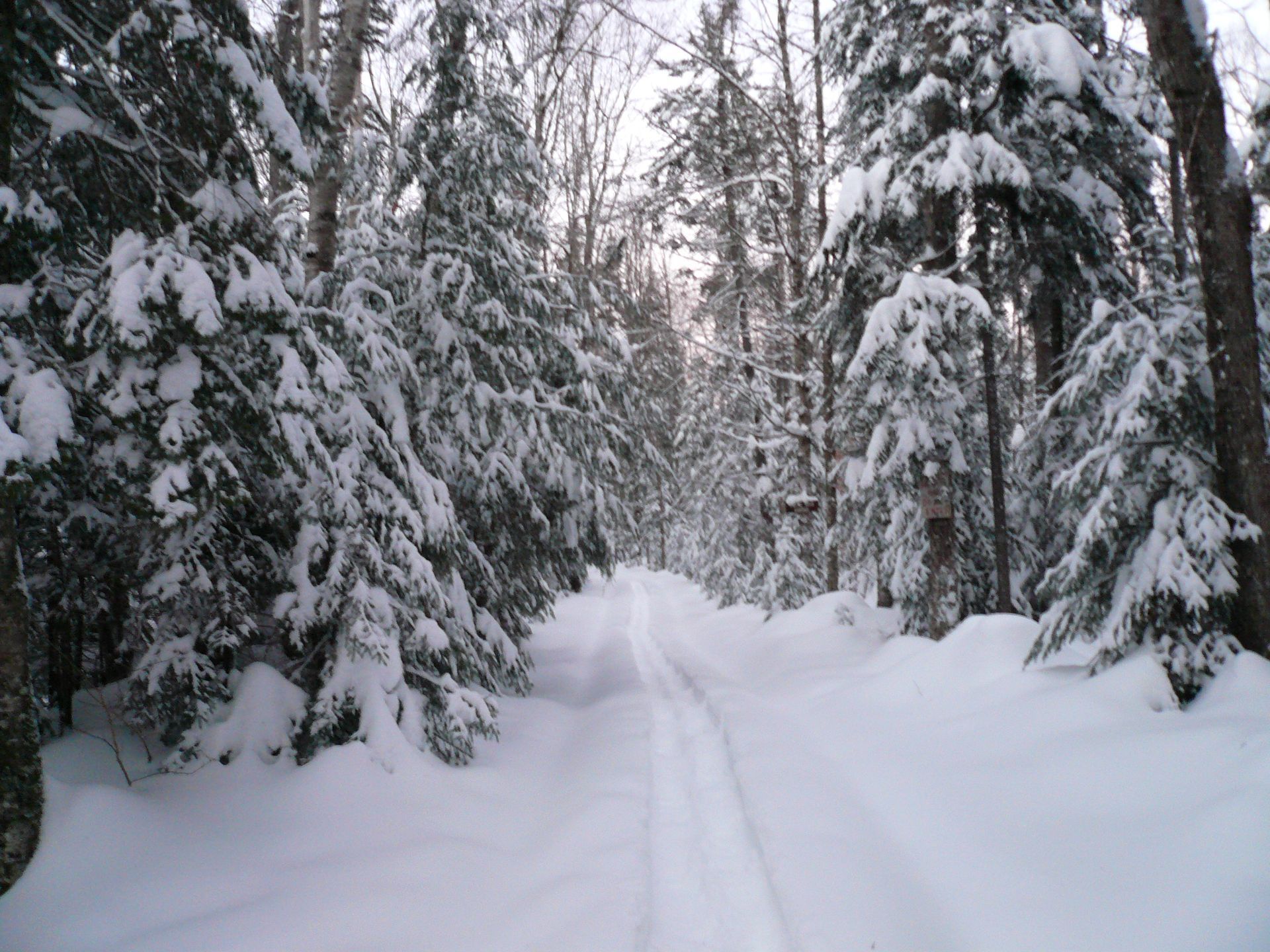 A snowy forest with trees covered in snow