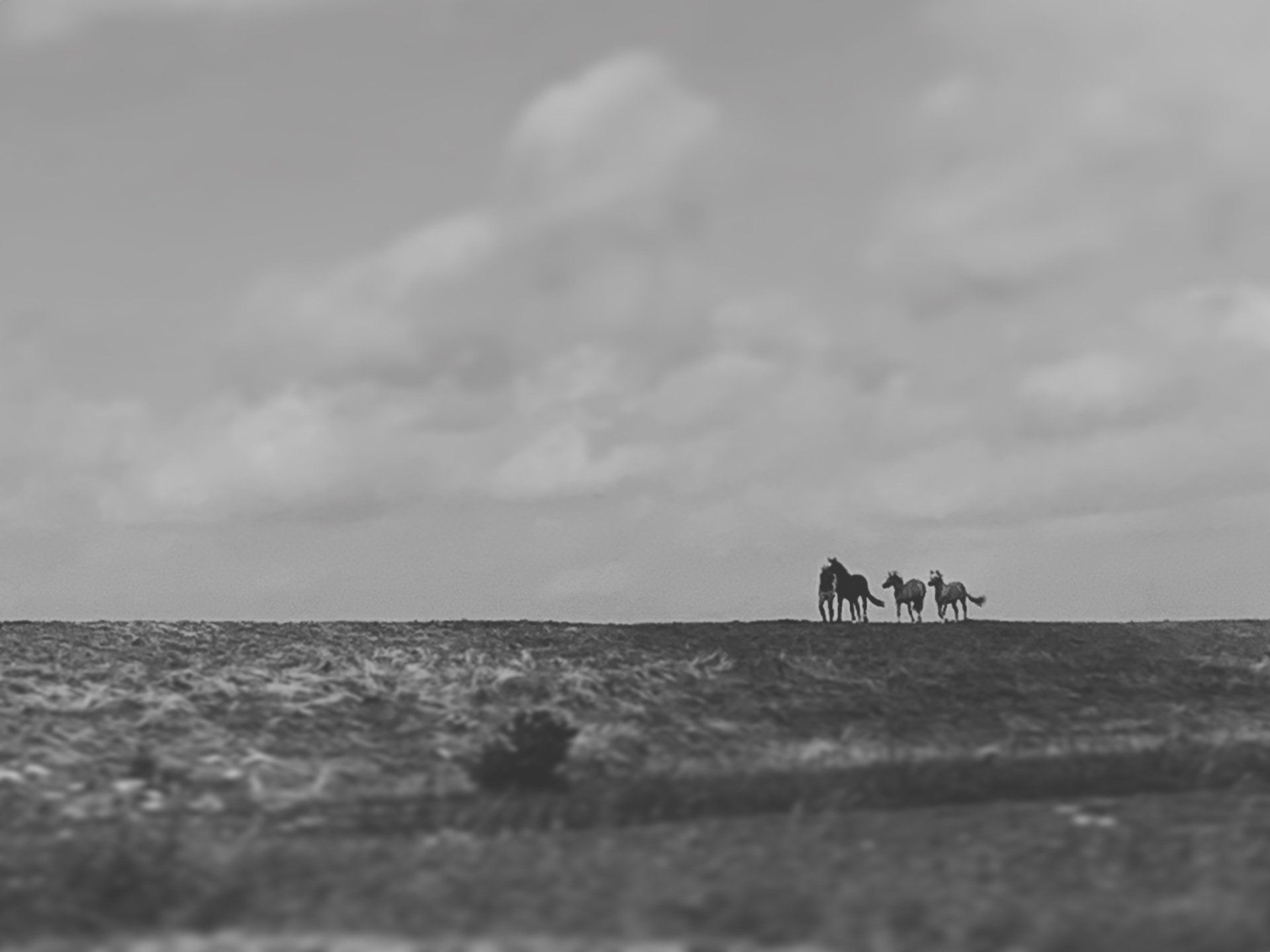 Een zwart-witfoto van drie paarden die bovenop een heuvel staan ​​met uitzicht op de oceaan. Bij informatie over IFS relatietherapie. 