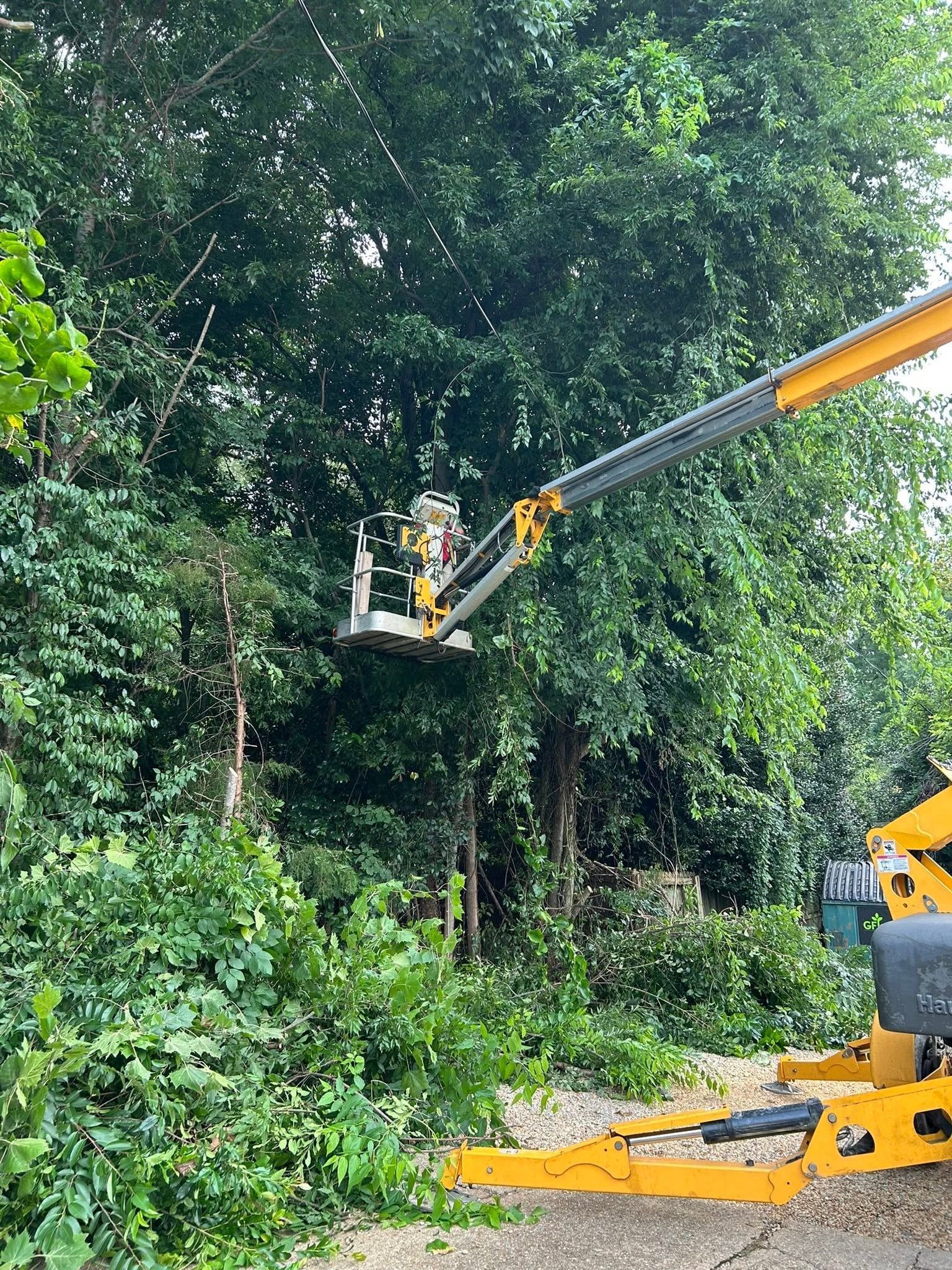 Yellow bucket truck trimming dense green roadside trees