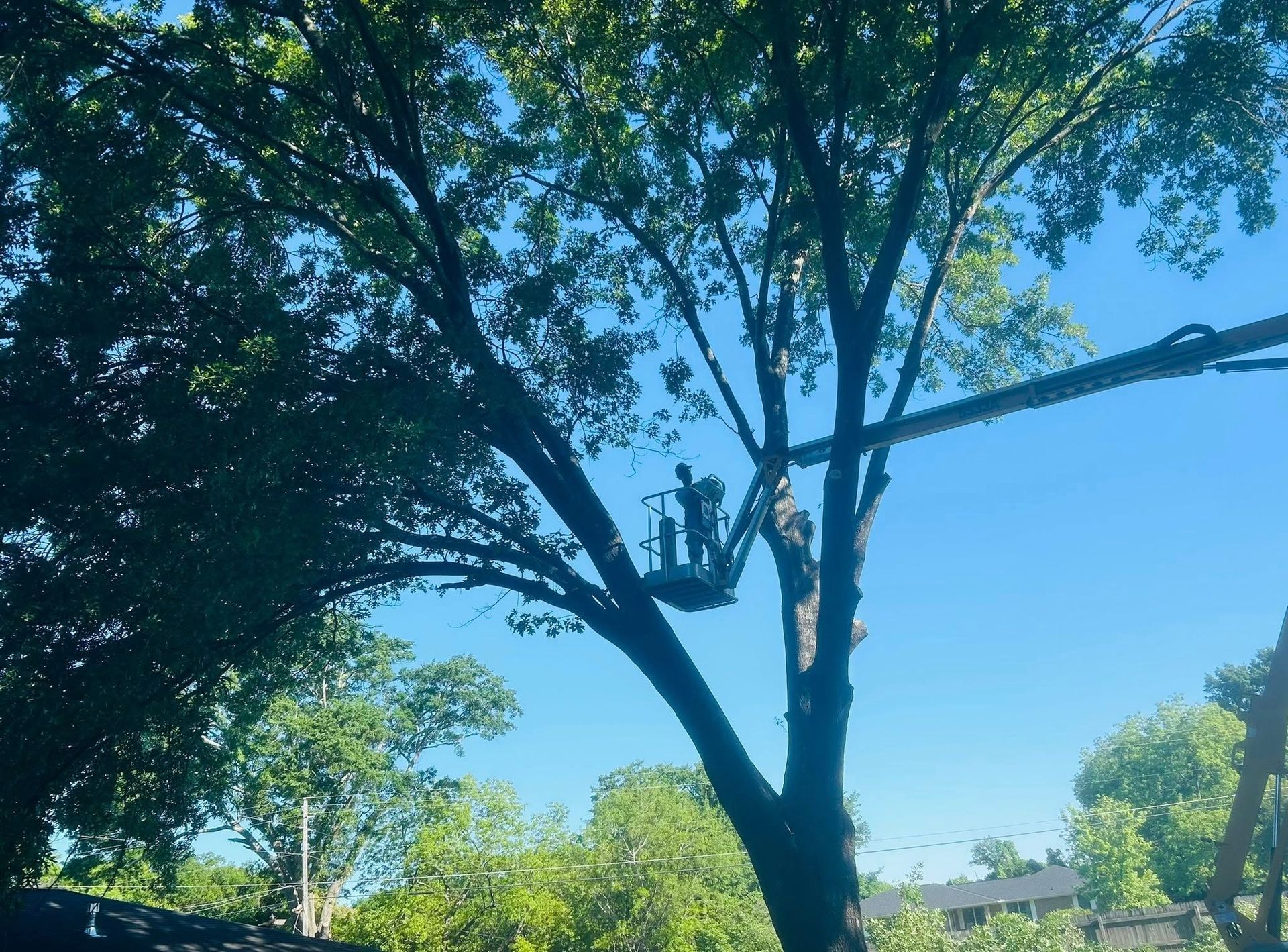 Large tree with dense green leaves against a bright blue sky on a sunny day