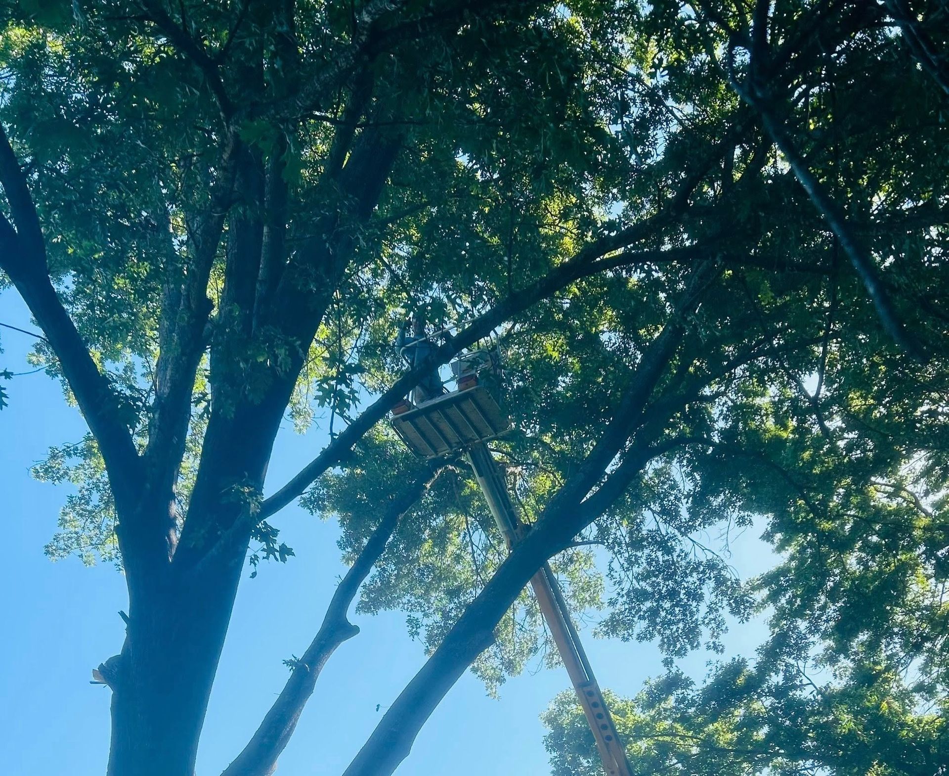 Tall trees with dense green leaves against a bright blue sky, seen from below