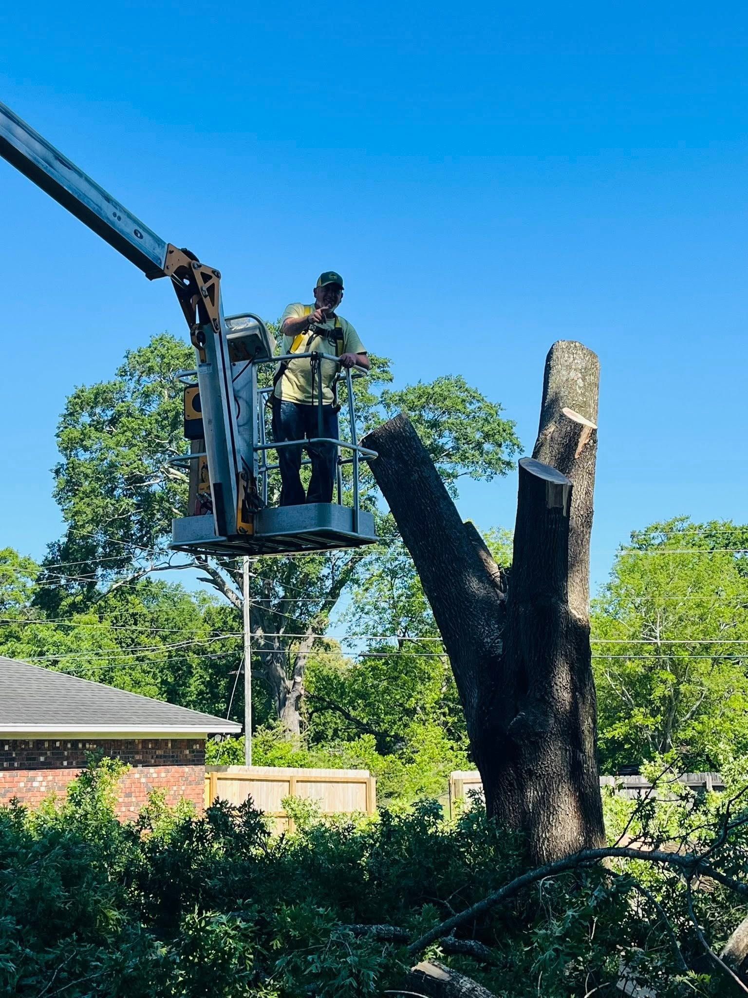 Worker in a bucket lift trimming a large tree against a blue sky.