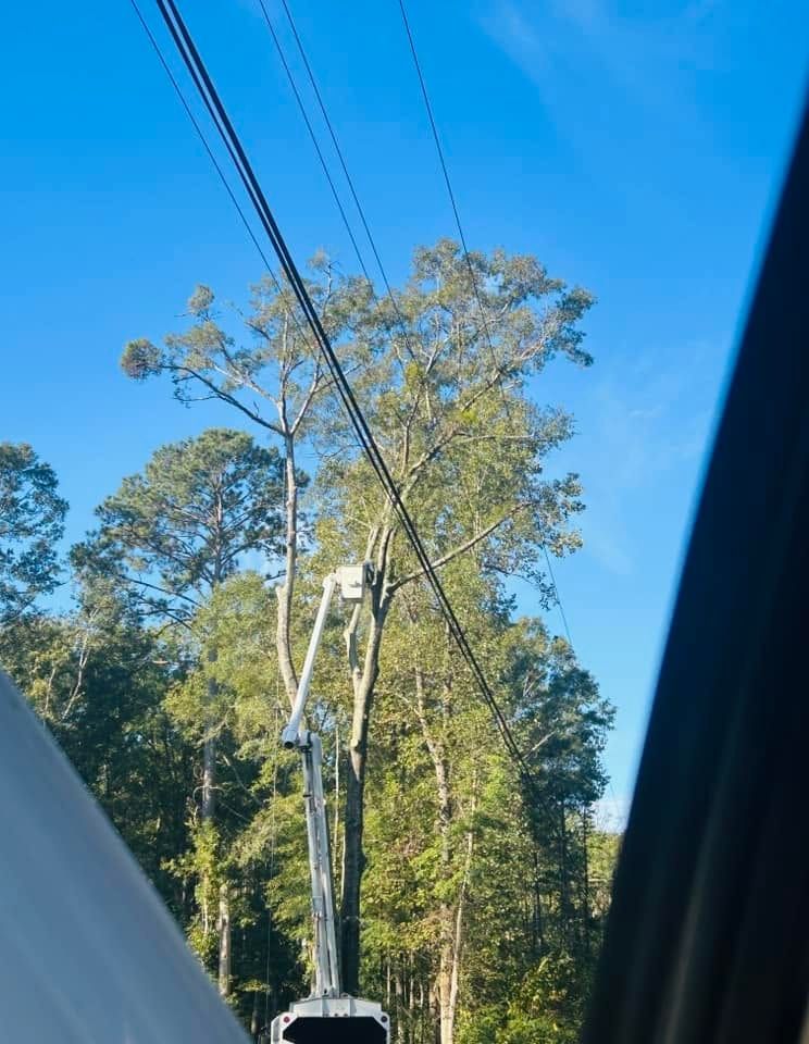 Utility poles and power lines against a blue sky, with trees in the background.