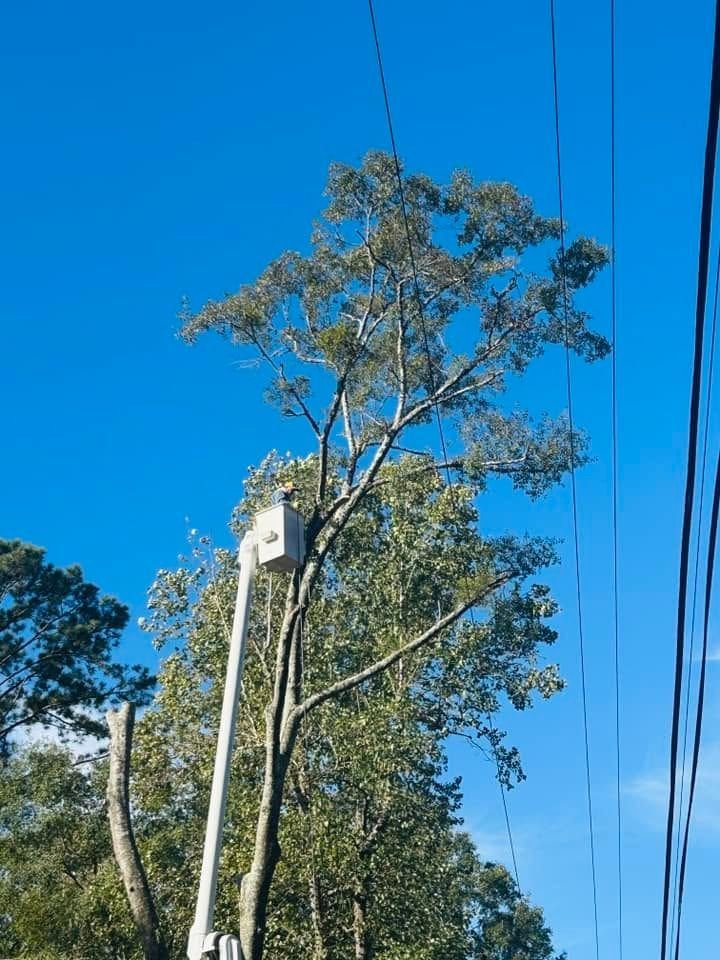 Tall trees and power lines against a bright blue sky.