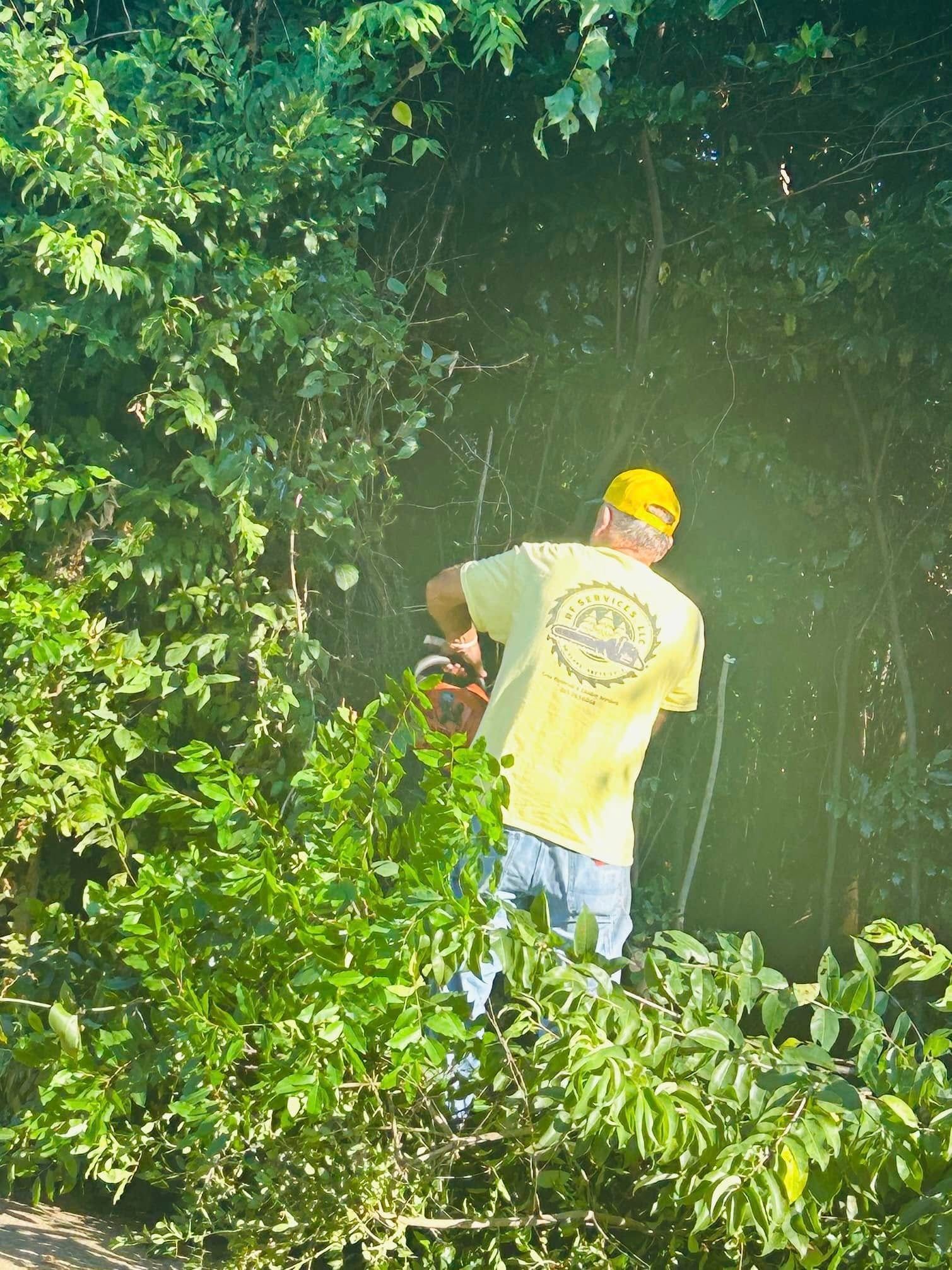 Person in a yellow shirt and hard hat standing in dense green foliage near a dark forest opening