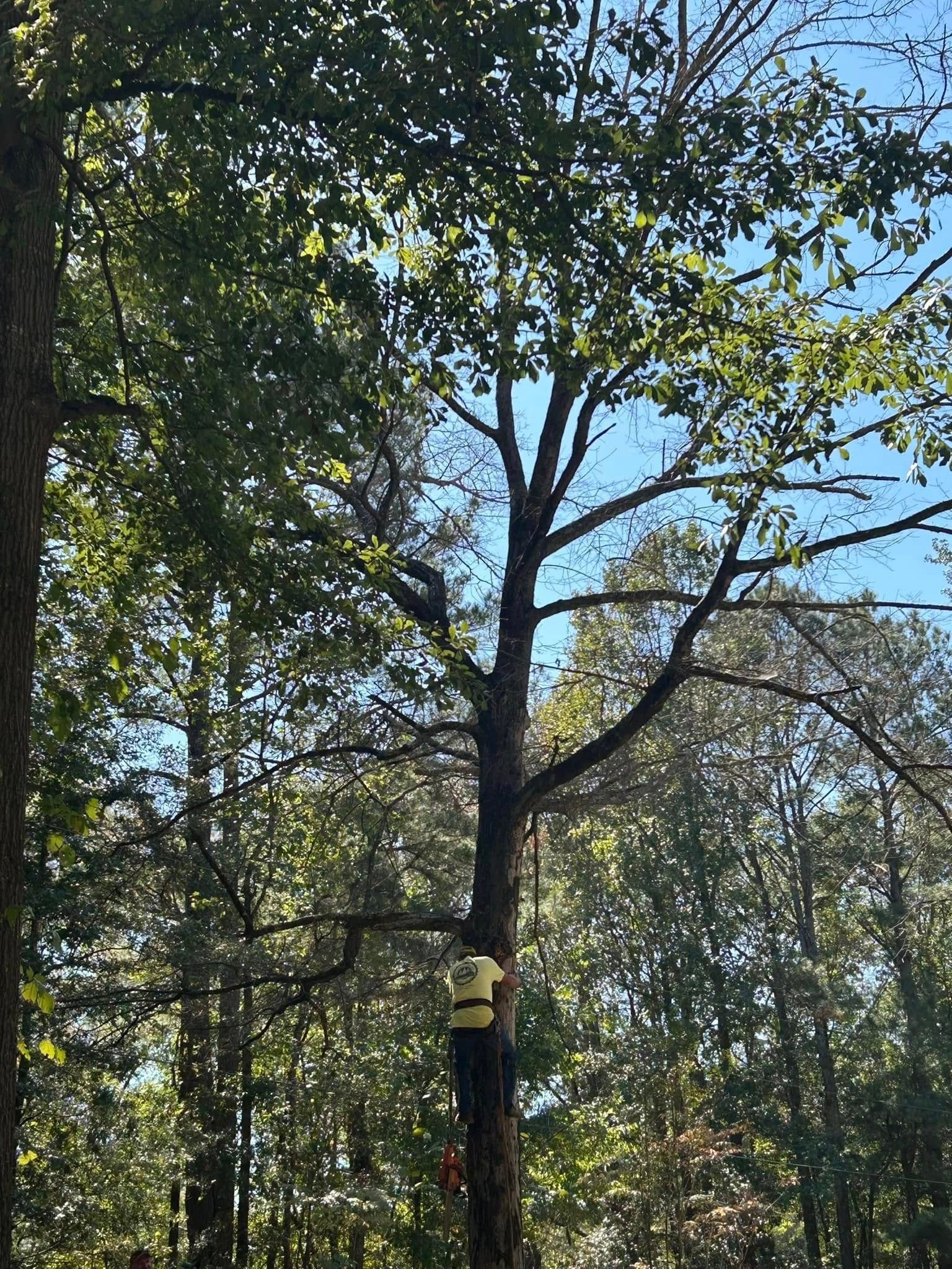 Tall tree with a yellow trail marker in a wooded area under a blue sky