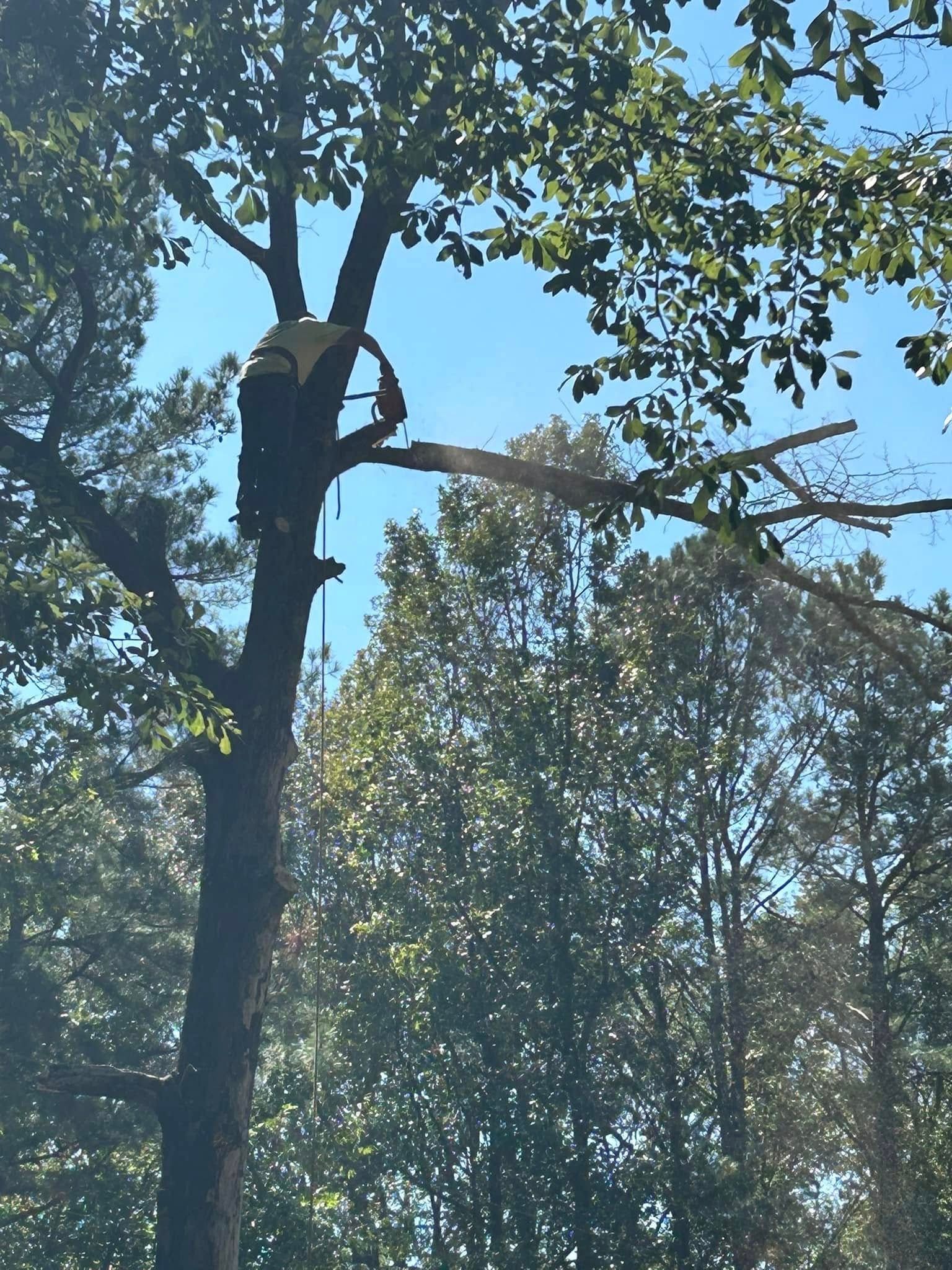Person climbing a tree amid a dense green forest canopy under a bright blue sky