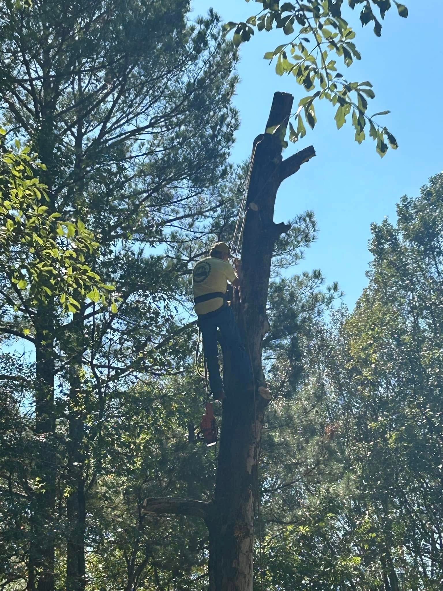 Person in a safety harness climbing a tall tree under a clear blue sky.