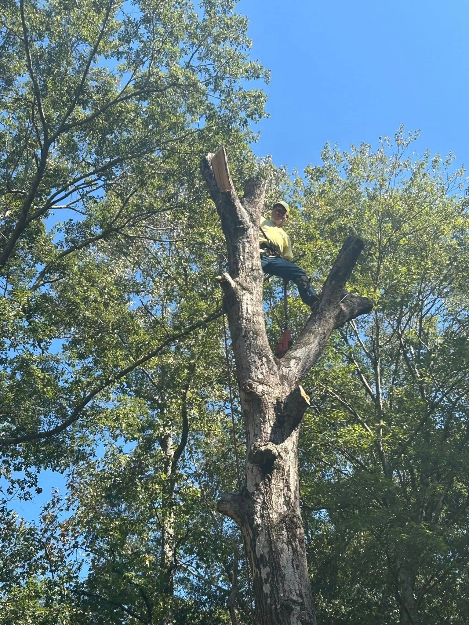 A tree worker stands in a tall tree against a bright blue sky, trimming branches.