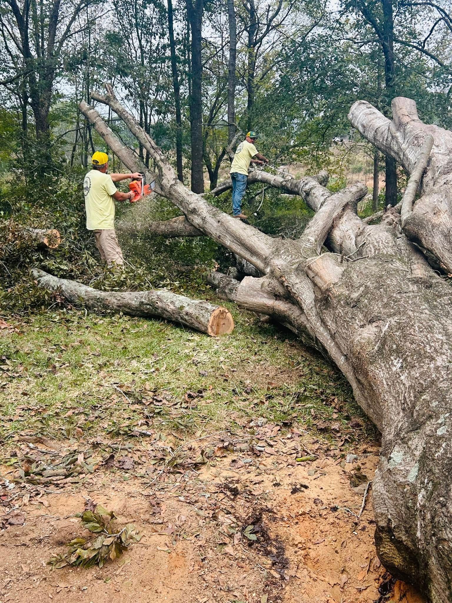 Workers cutting and clearing a large fallen tree in a wooded area