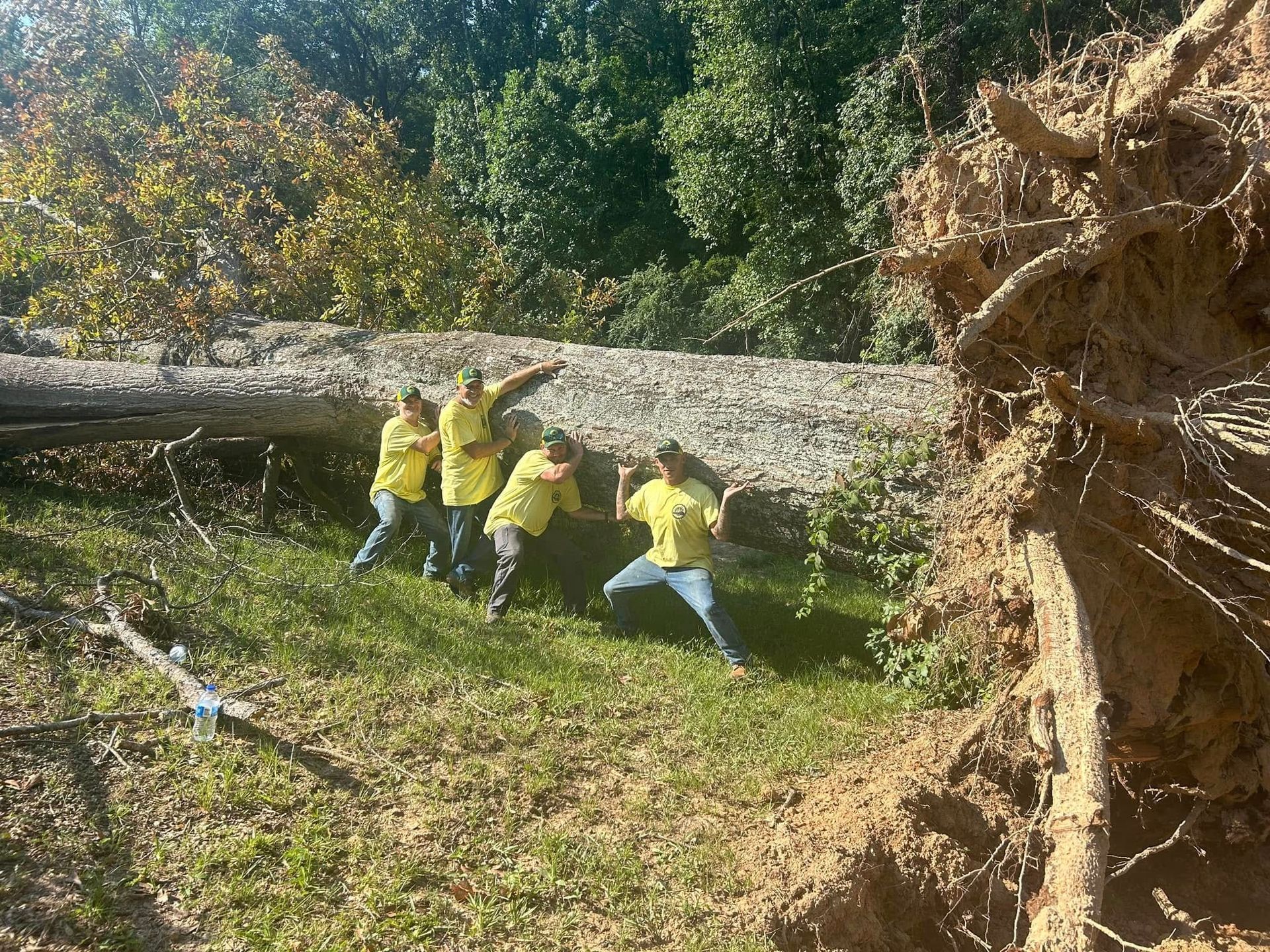Four people in yellow shirts pull on a fallen tree trunk beside a road, with an uprooted tree on the right.