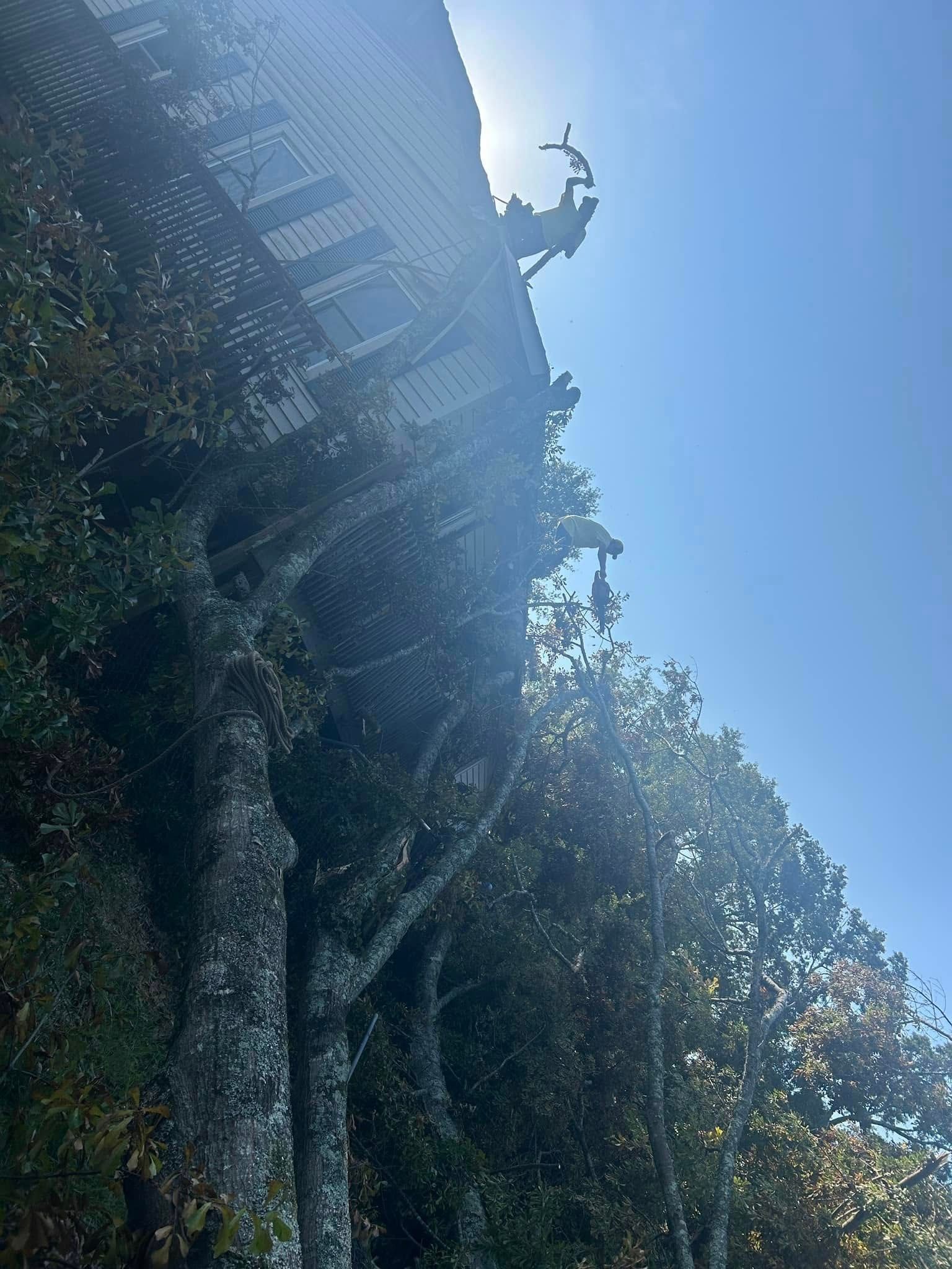 Person climbing a steep, ivy-covered wall in bright sunlight