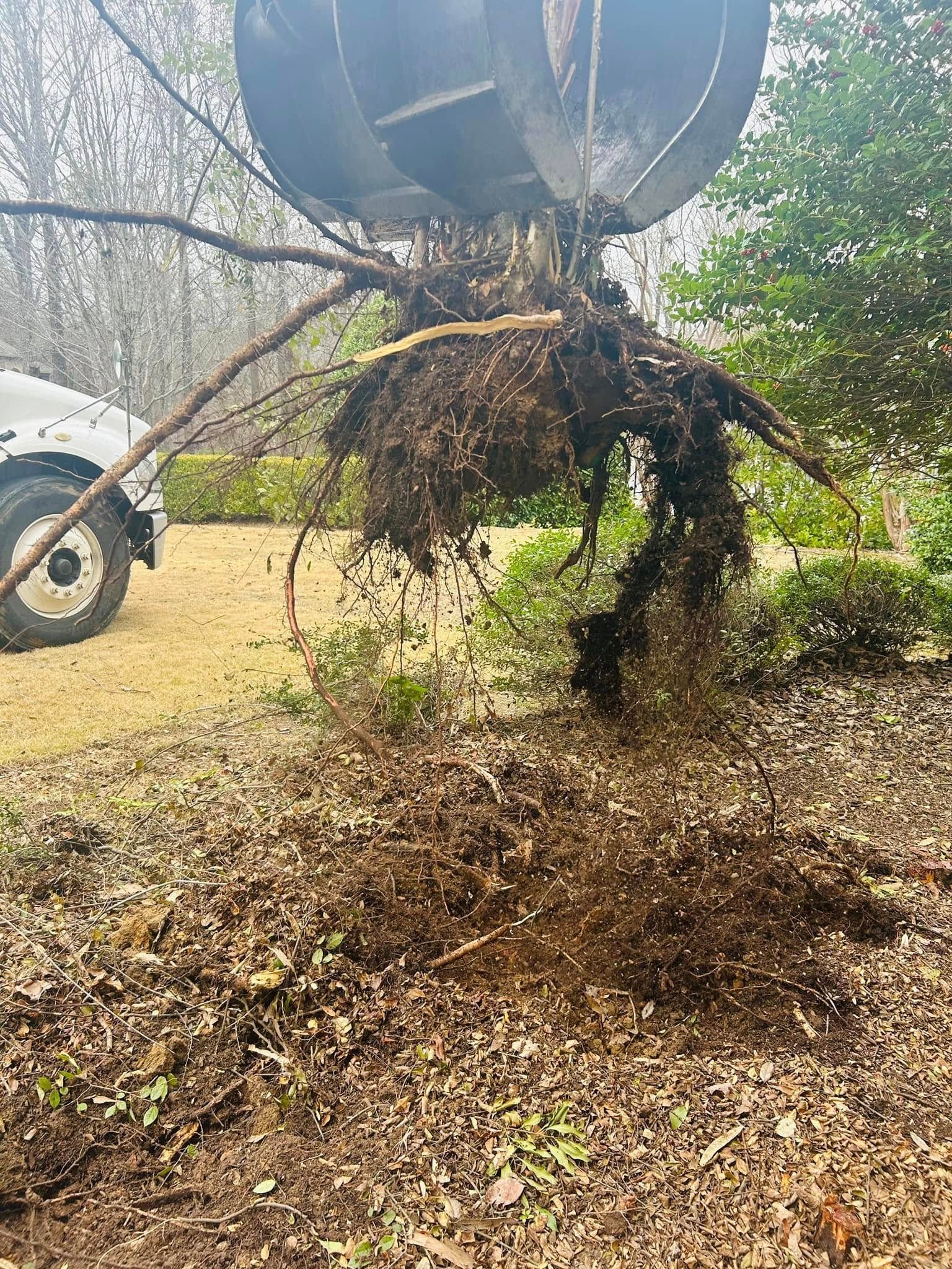 Tree root ball being lifted by machinery, with dirt and roots hanging over a grassy yard.