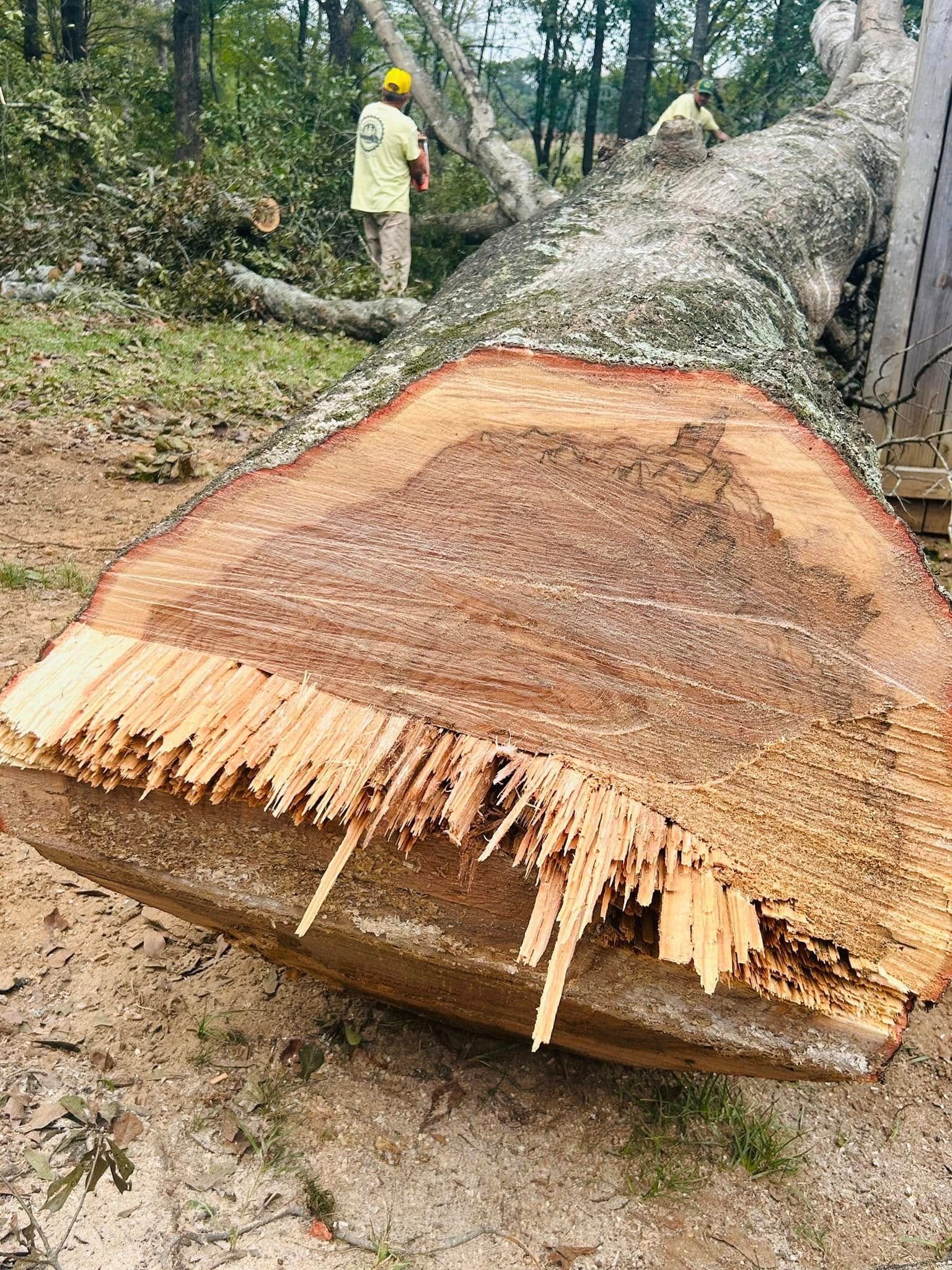 Cut tree trunk lying on muddy ground in a forest, with a worker in a yellow hard hat in the background.