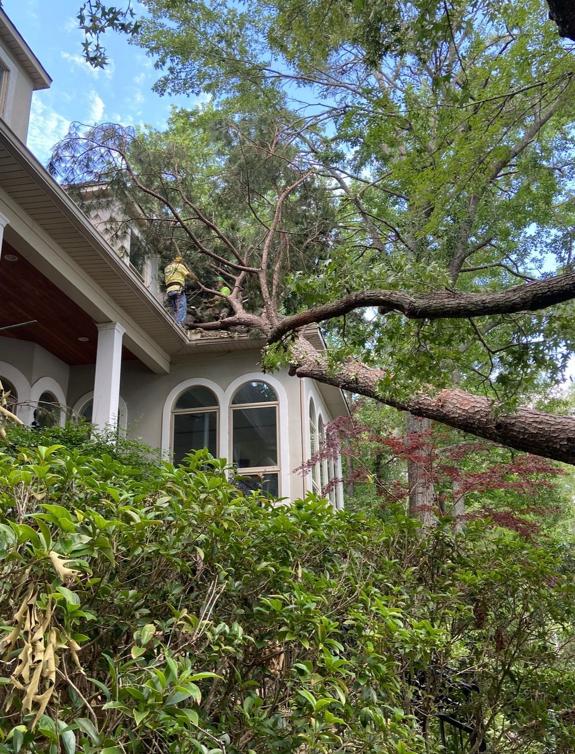 House partly hidden by a large tree and dense green shrubs in a sunny yard
