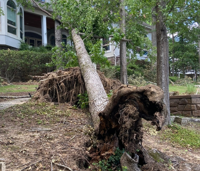 Uprooted tree trunk leaning in a grassy yard beside a house and sidewalk.